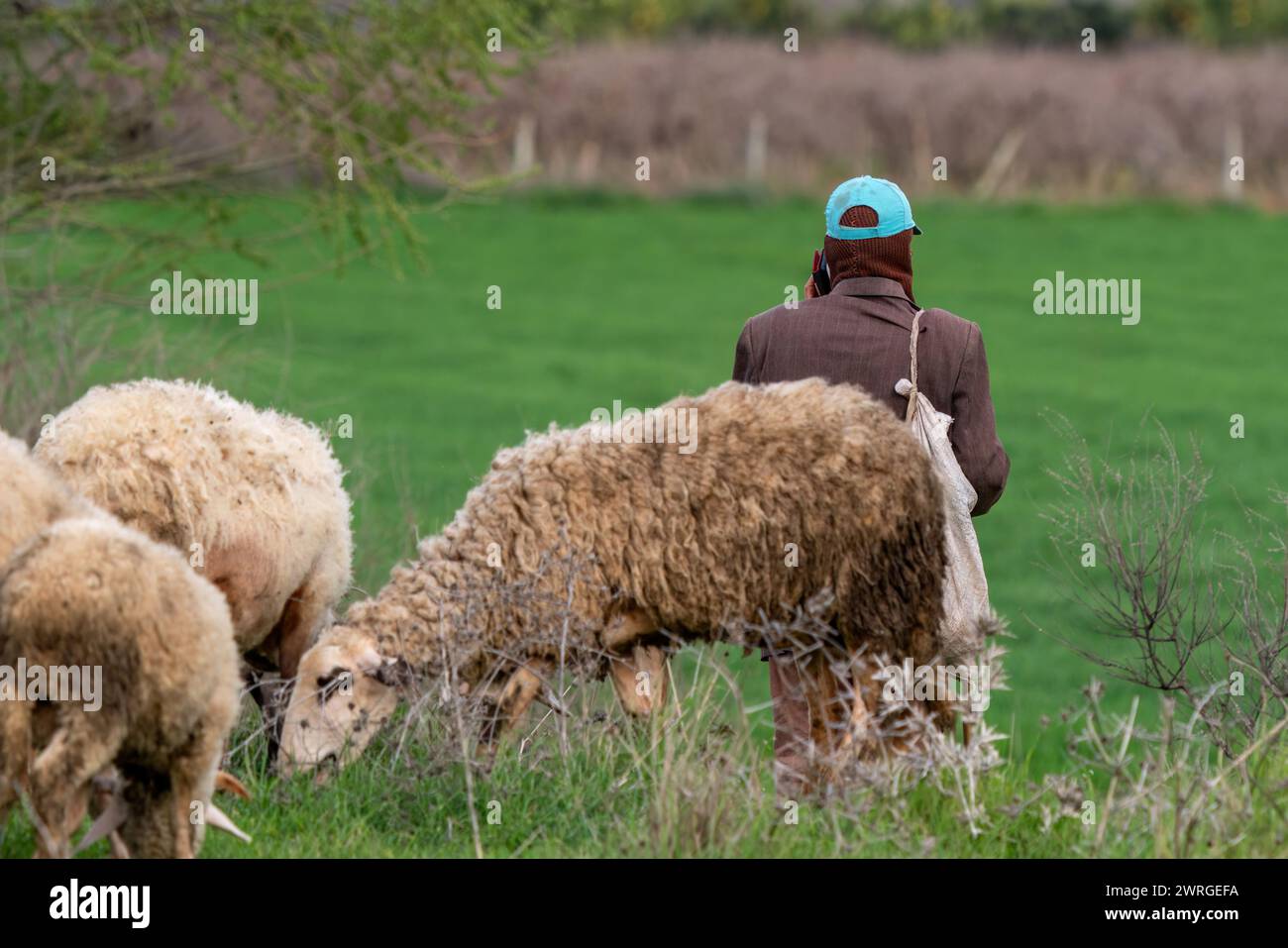 Pastore che parla al telefono cellulare mentre pascolano le pecore. Comunicazione sul campo Foto Stock