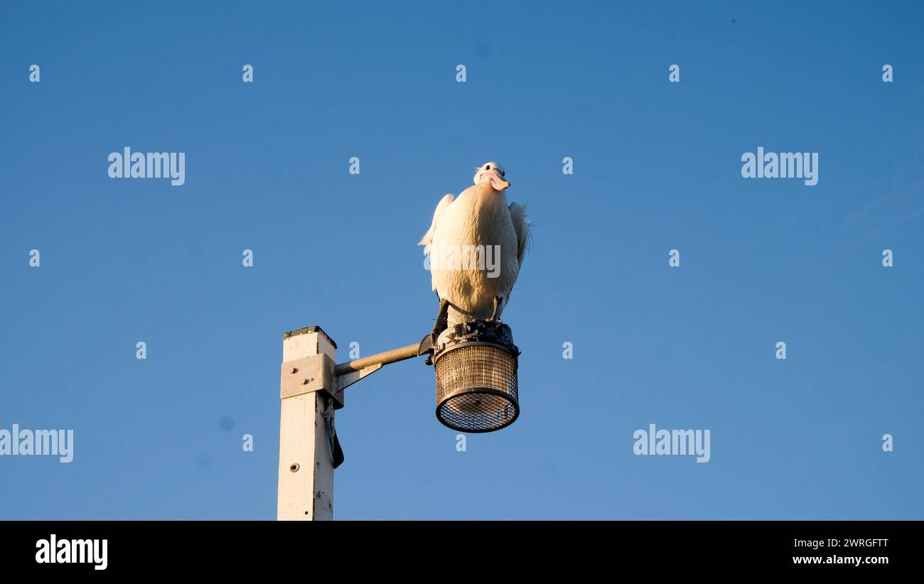 Pelican appollaiato e in attesa Foto Stock