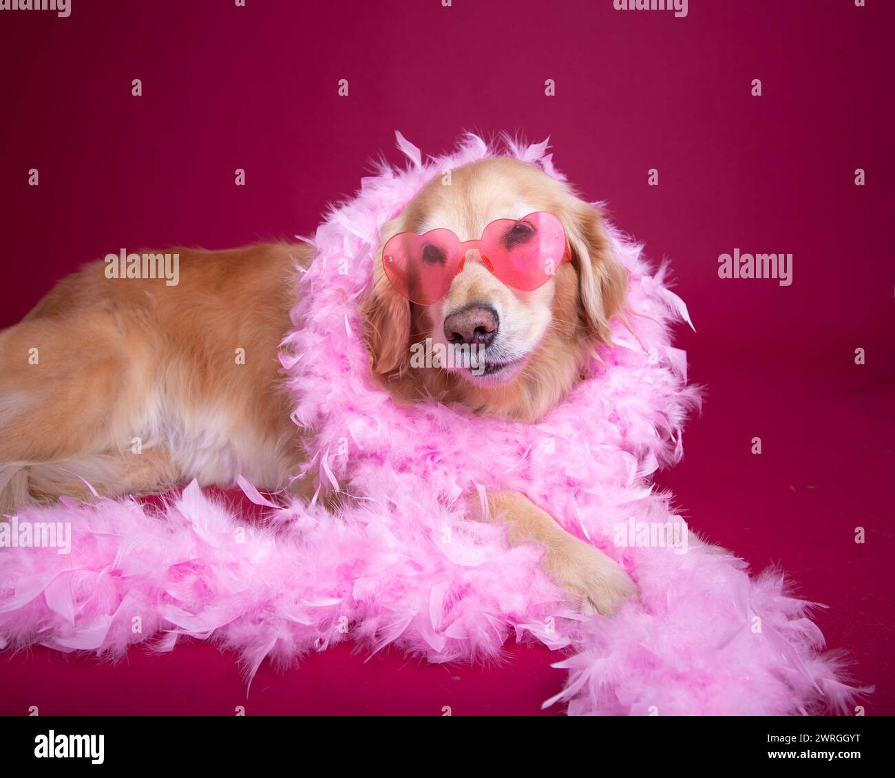 Ritratto di un cane Golden retriever che indossa occhiali a forma di cuore e un boa di piume rosa Foto Stock