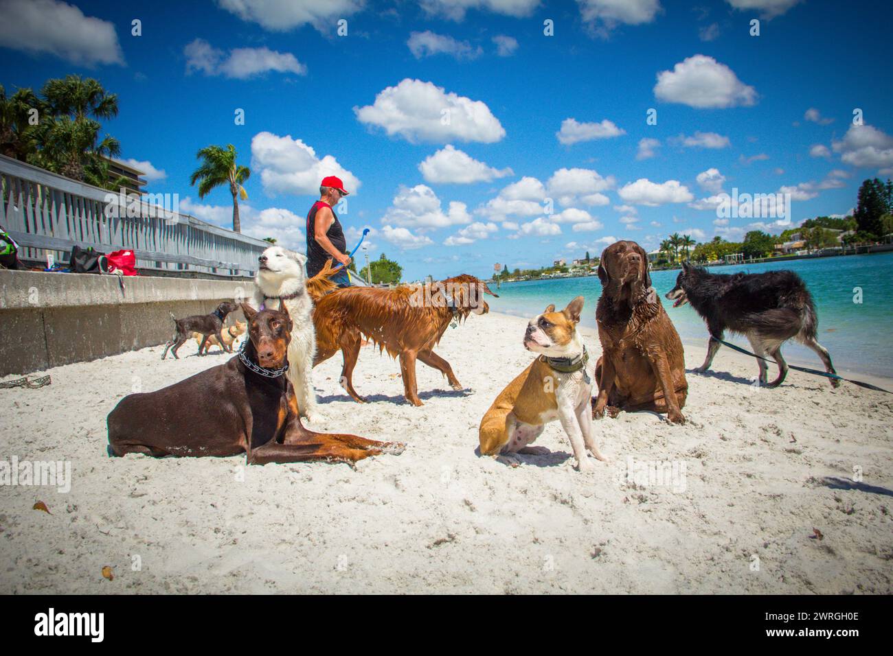 Uomo che gioca con un gruppo di cani sulla spiaggia, Treasure Island, Florida, Stati Uniti Foto Stock