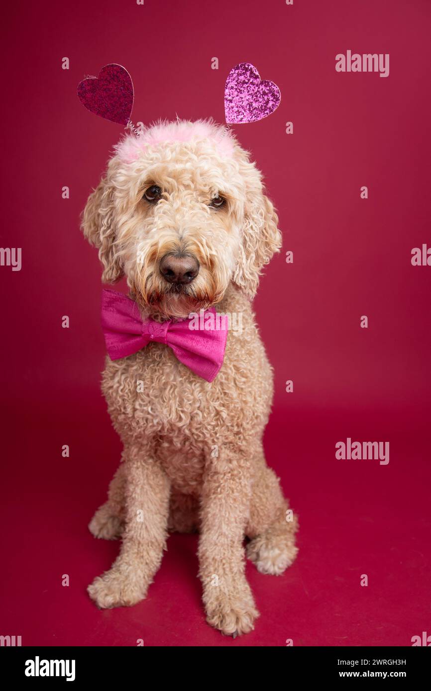 Ritratto di un labradoodle che indossa un papillon e un cerchietto con il cuore Foto Stock