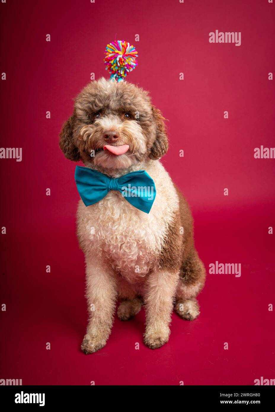 Ritratto di un Bernedoodle che indossa un copricapo e un pompomero che gli rimbalza sulla lingua Foto Stock