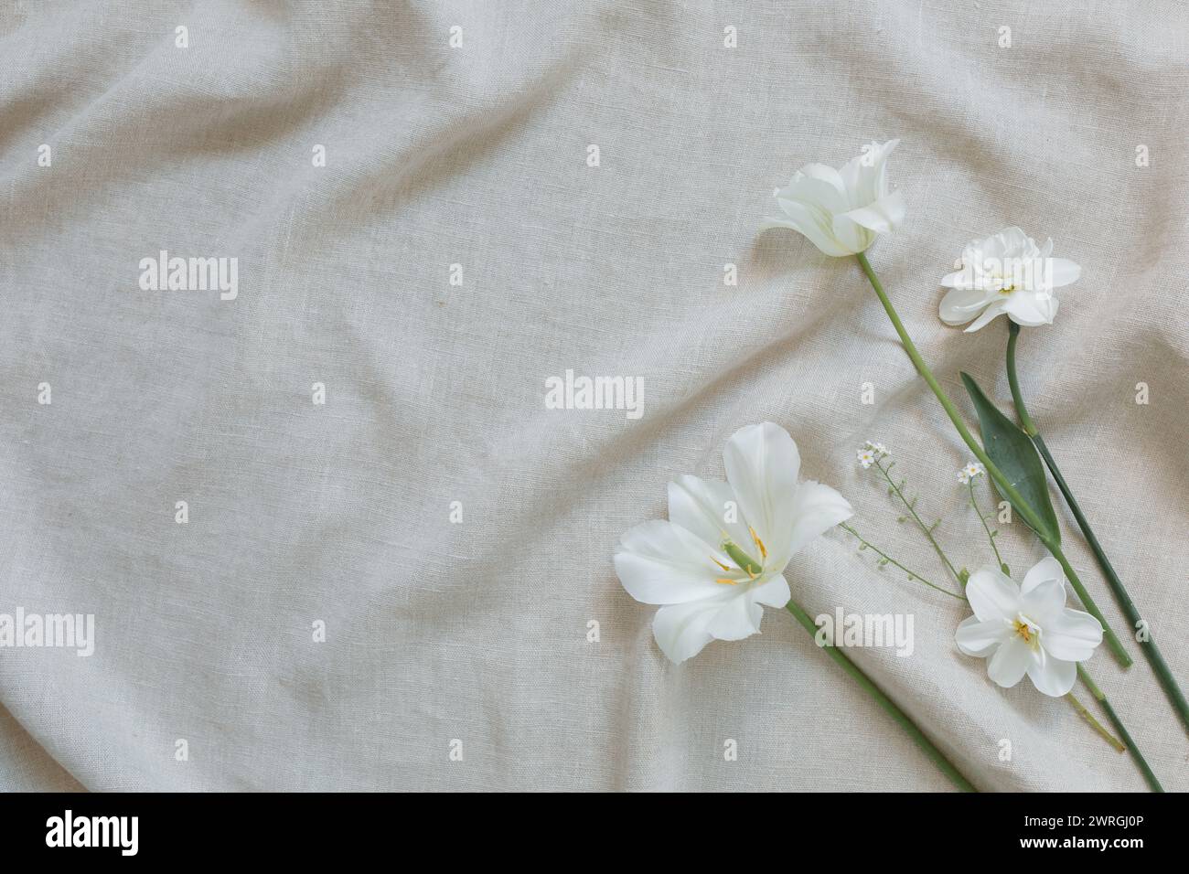 Vista dall'alto dei tulipani bianchi su un pezzo di tessuto di lino bianco increspato Foto Stock