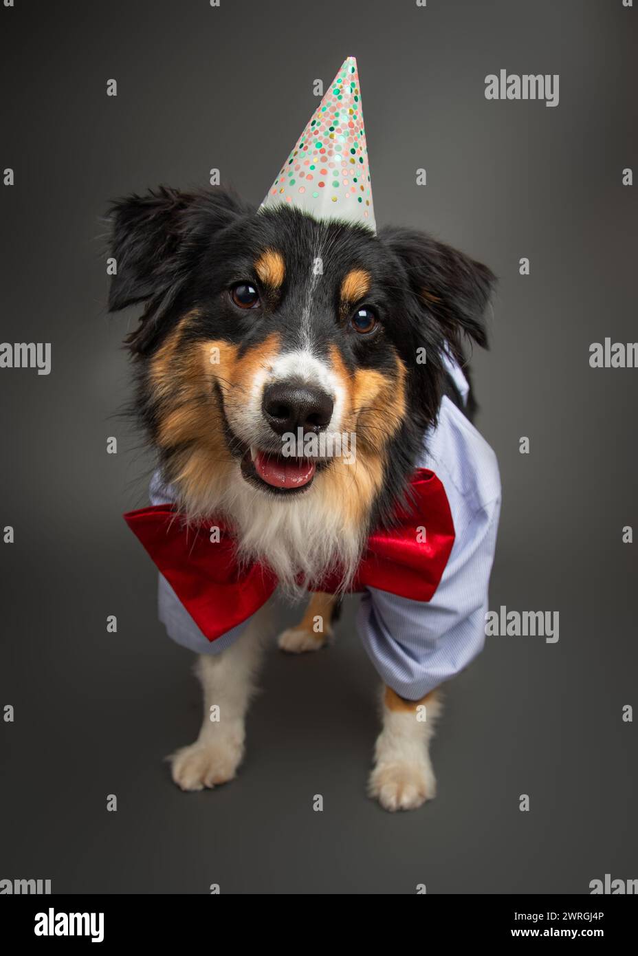 Ritratto di un cane da pastore australiano Black Tri che indossa un cappello da festa, un papillon, un gilet e una camicia Foto Stock