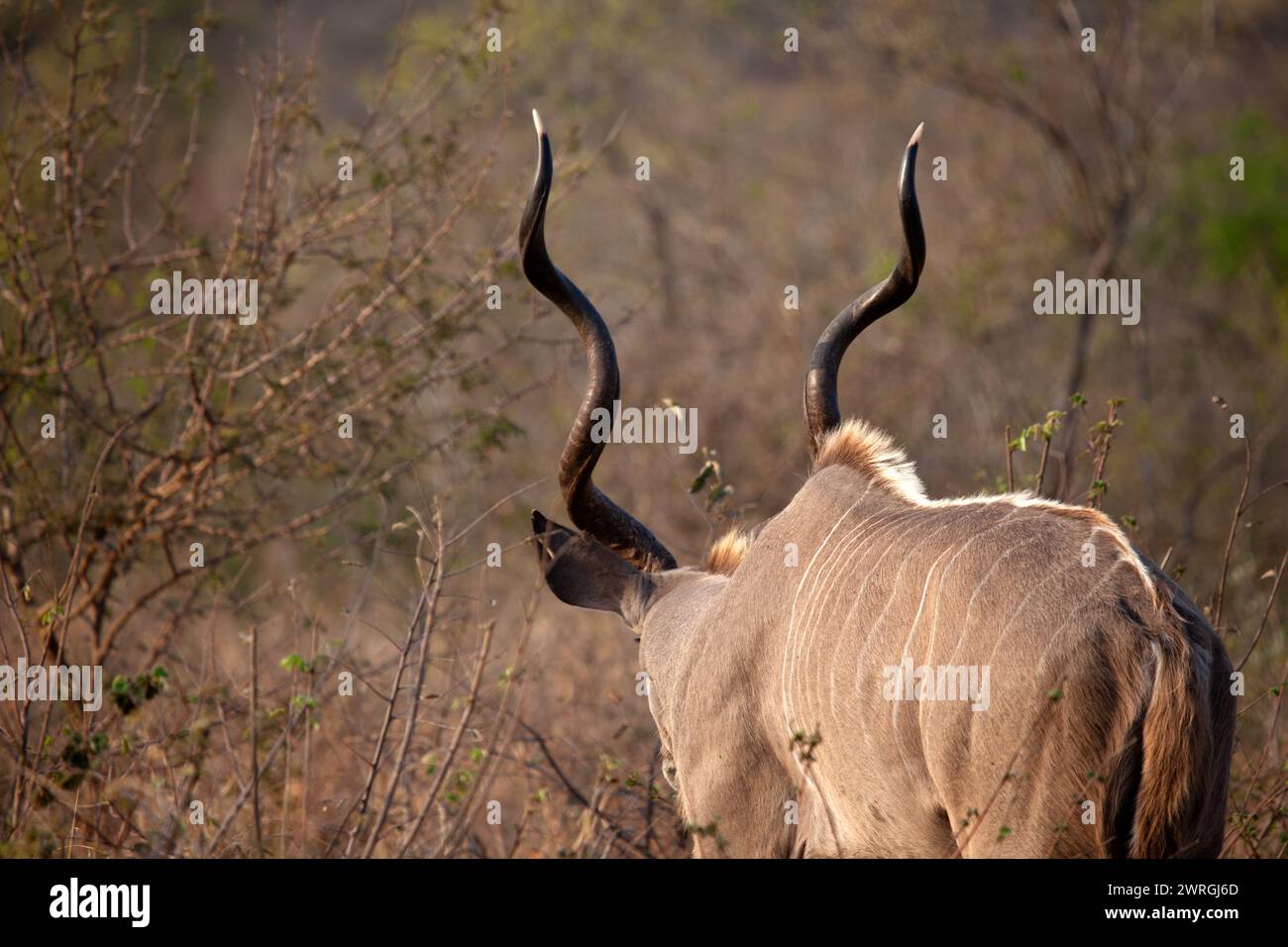 Vista posteriore di un Kudu in piedi nel Bush, Kruger National Park, Sudafrica Foto Stock