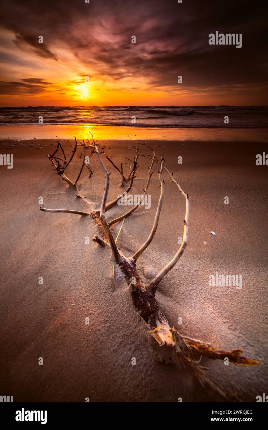 Un pezzo di legno di mare su una spiaggia del Mar Baltico al tramonto, in Lituania Foto Stock