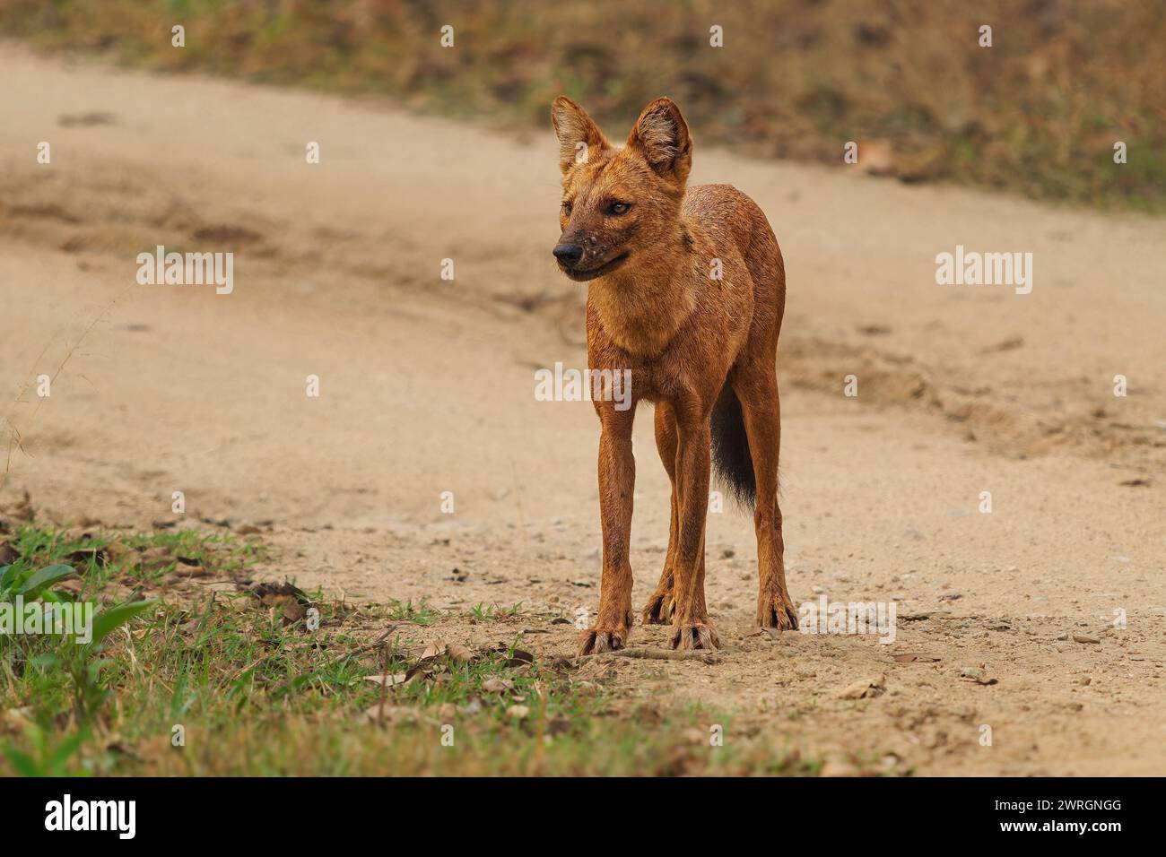 Dhole o Asiatico, indiano o Red Wild Dog on the Road - cuon alpinus è canide originario dell'Asia, geneticamente vicino alle specie del genere Canis, li Foto Stock