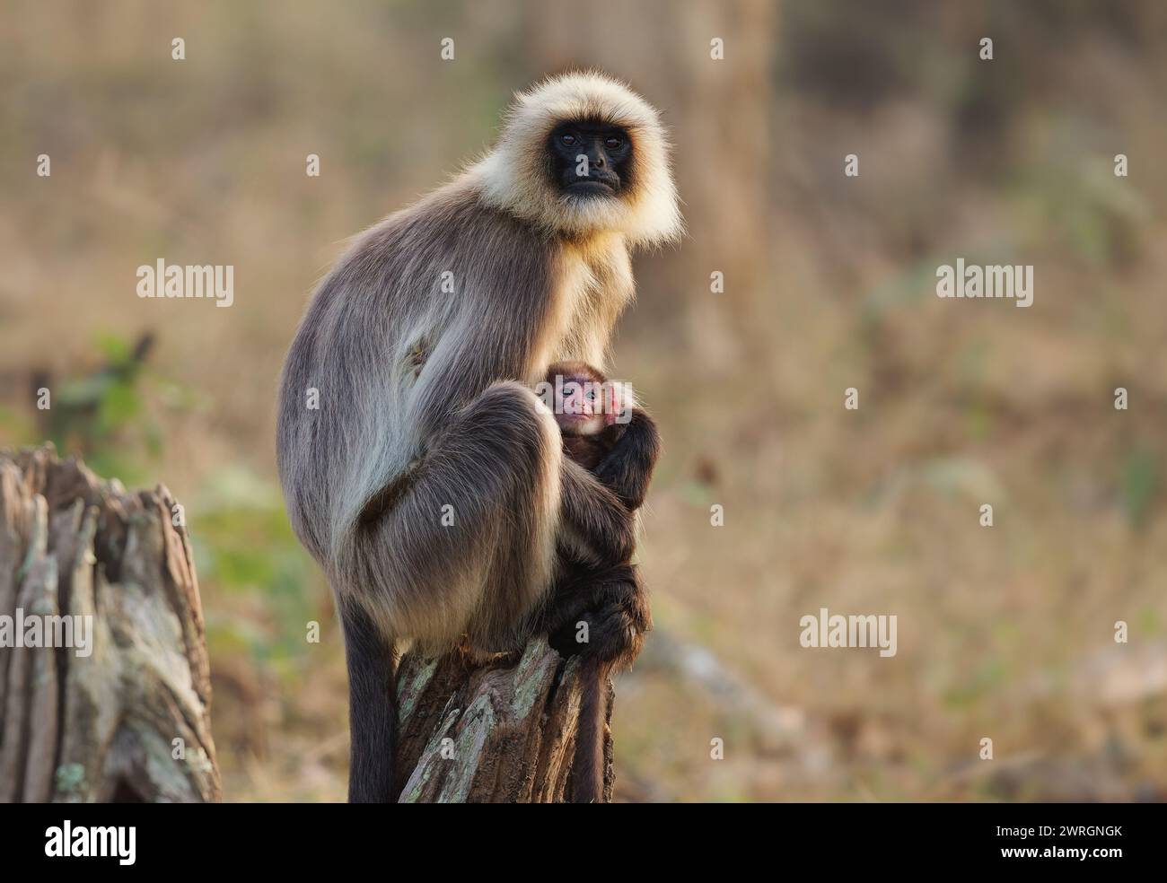 Malabar Sacro langur o langur grigio dai piedi neri - Semnopithecus hypoleucos è una scimmia del Vecchio mondo, che si trova nel sud dell'India, femmina con la baby sittin Foto Stock