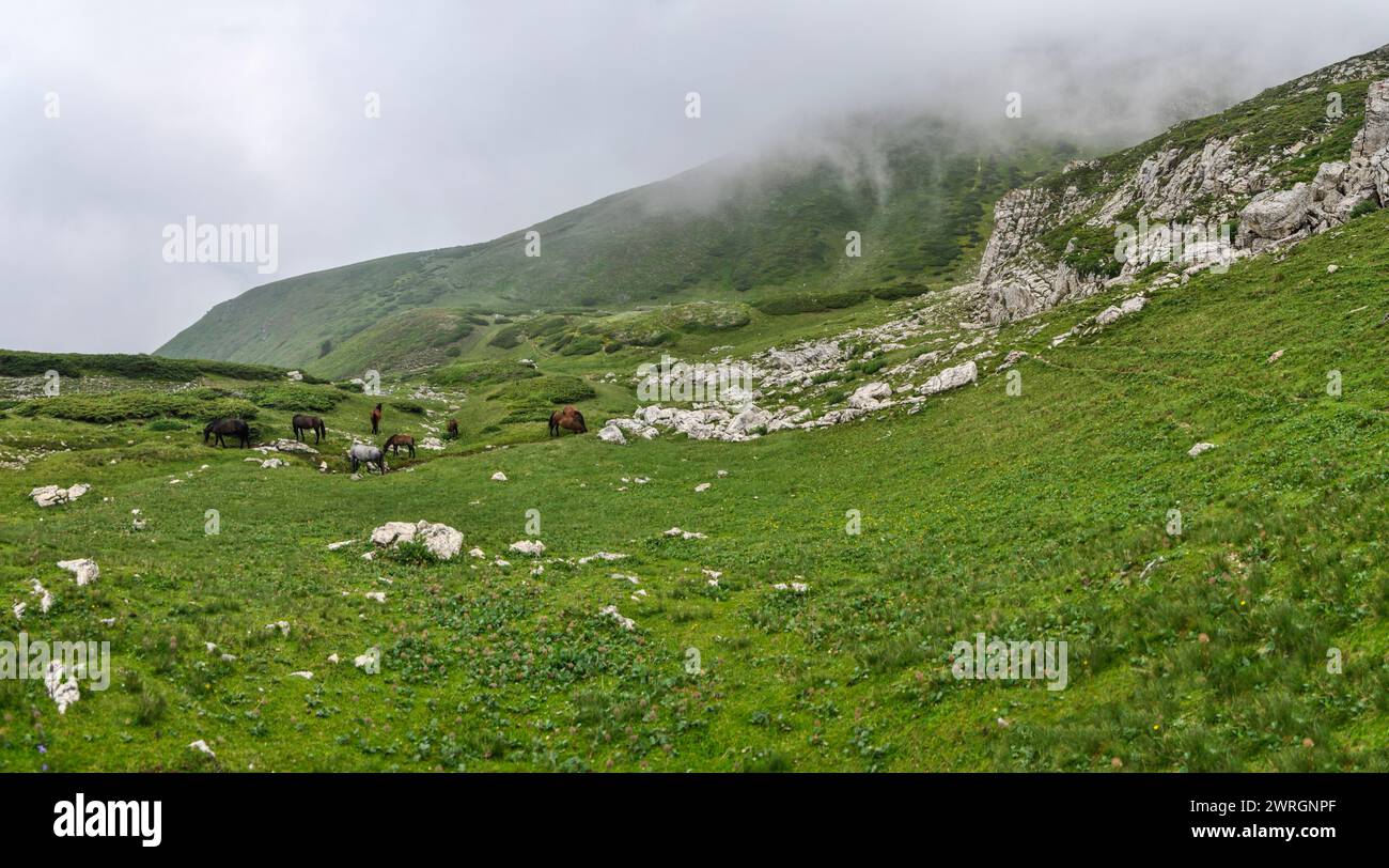 Un gregge di pecore e un pastore pascolano l'erba negli alti prati del monte Shara. Shar Mountains, Popova Shapka. Foto Stock