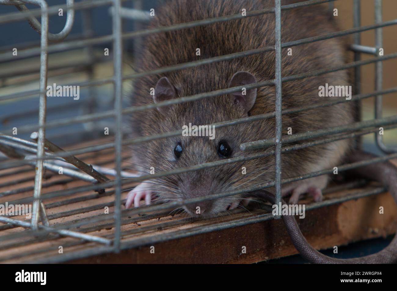 Brown Rat, Rattus norvegicus, in trappola viva. REGNO UNITO Foto Stock