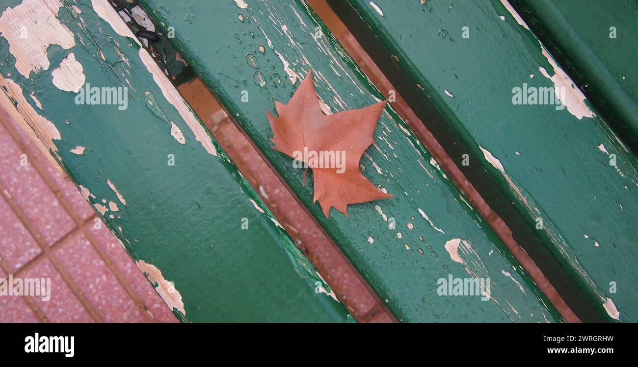 foglia d'acero arancio, foglia autunnale Foto Stock