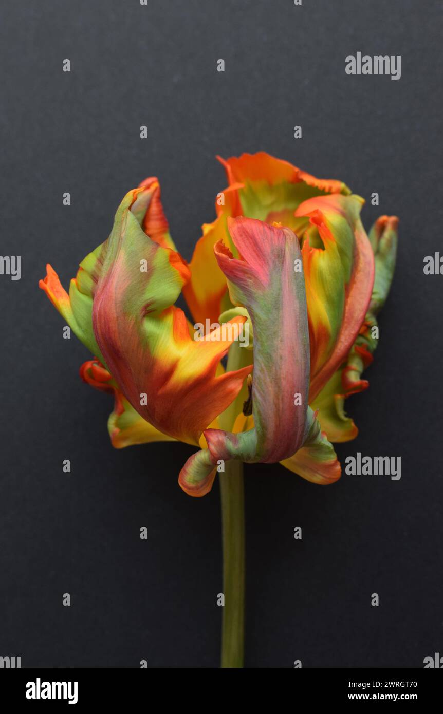 Il fiore di tulipani di pappagallo della varietà Rococò è arancione con strisce verdi. Petali di tulipano ondulati. Messa a fuoco selettiva. Foto Stock