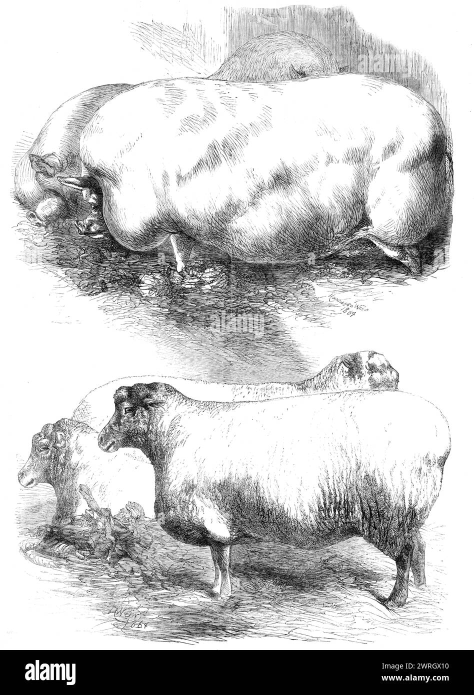 Premio animali allo Smithfield Club Cattle Show, 1864. 'I matrimoni Southdown e Leicester del signor John Overman [o le wethers - pecore maschili castrati]...Mr. I maiali di John Saunders di sette mesi e undici giorni, che hanno preso la medaglia d'oro come la migliore penna del cortile. Da "Illustrated London News", 1864. Foto Stock