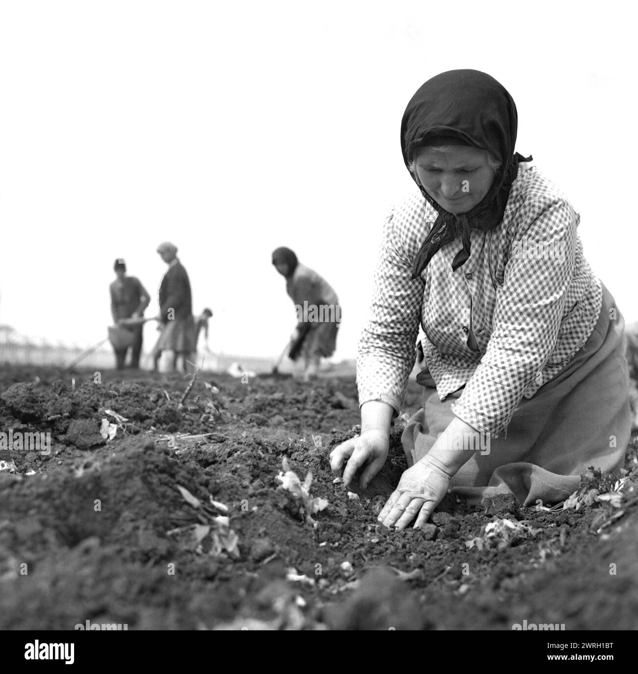 Cooperativa agricola statale nella Romania comunista, negli anni '1970 Gruppo di contadini che diserbano un appezzamento di terreno e piantano semi. Foto Stock