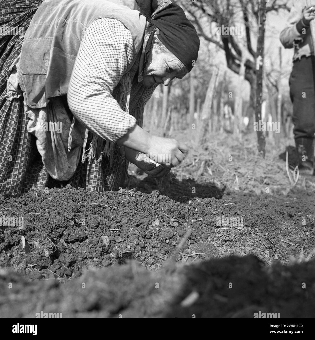 Repubblica Socialista di Romania, circa 1977. Donna che piantava semi nel suo giardino in primavera. Foto Stock