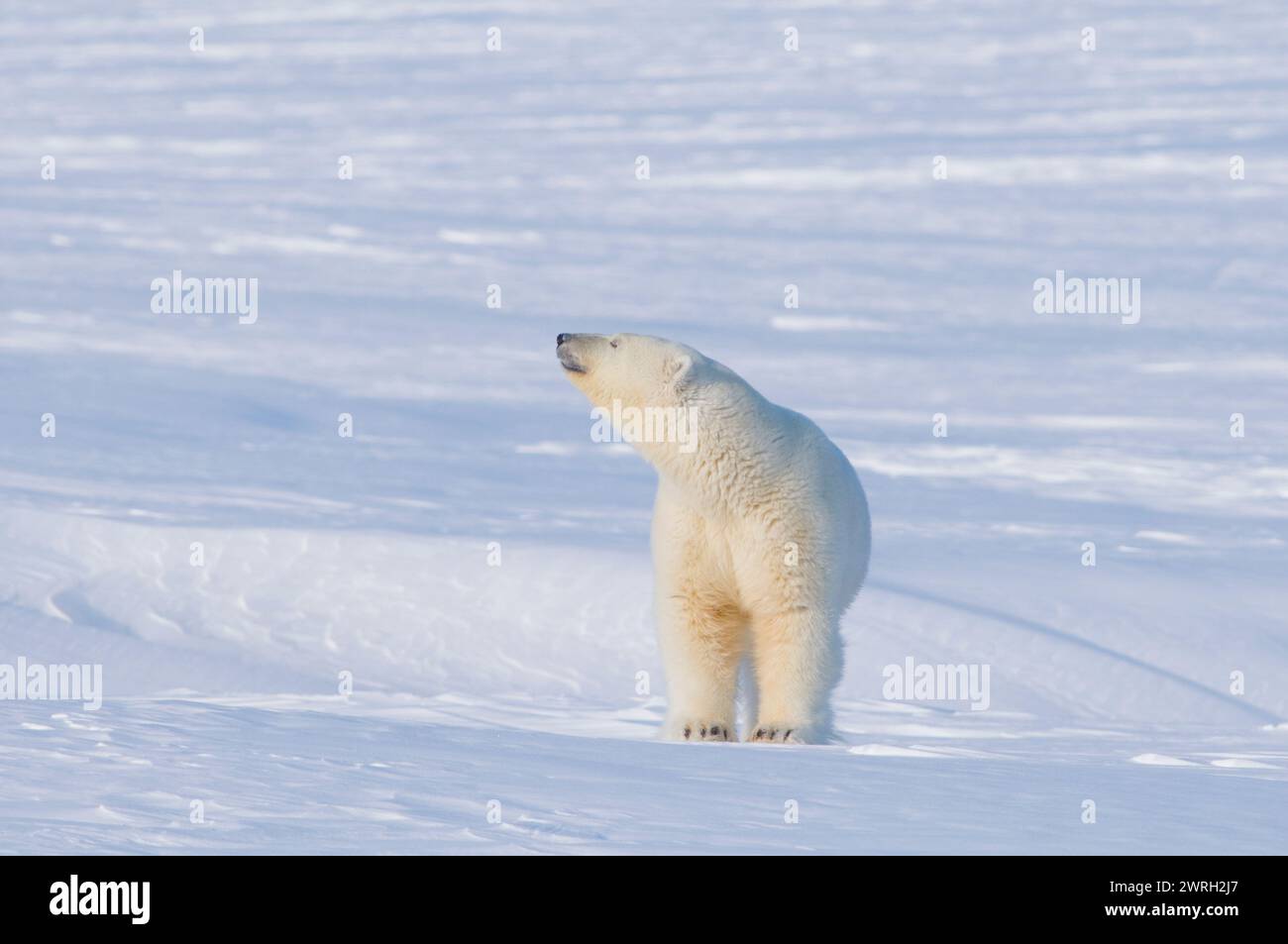 Gli orsi polari Ursus maritimus seminano con cuccioli primaverili appena emersi dalla tana nel tardo inverno si acclimatano all'aria aperta 1002 pianura costiera Alaska Foto Stock