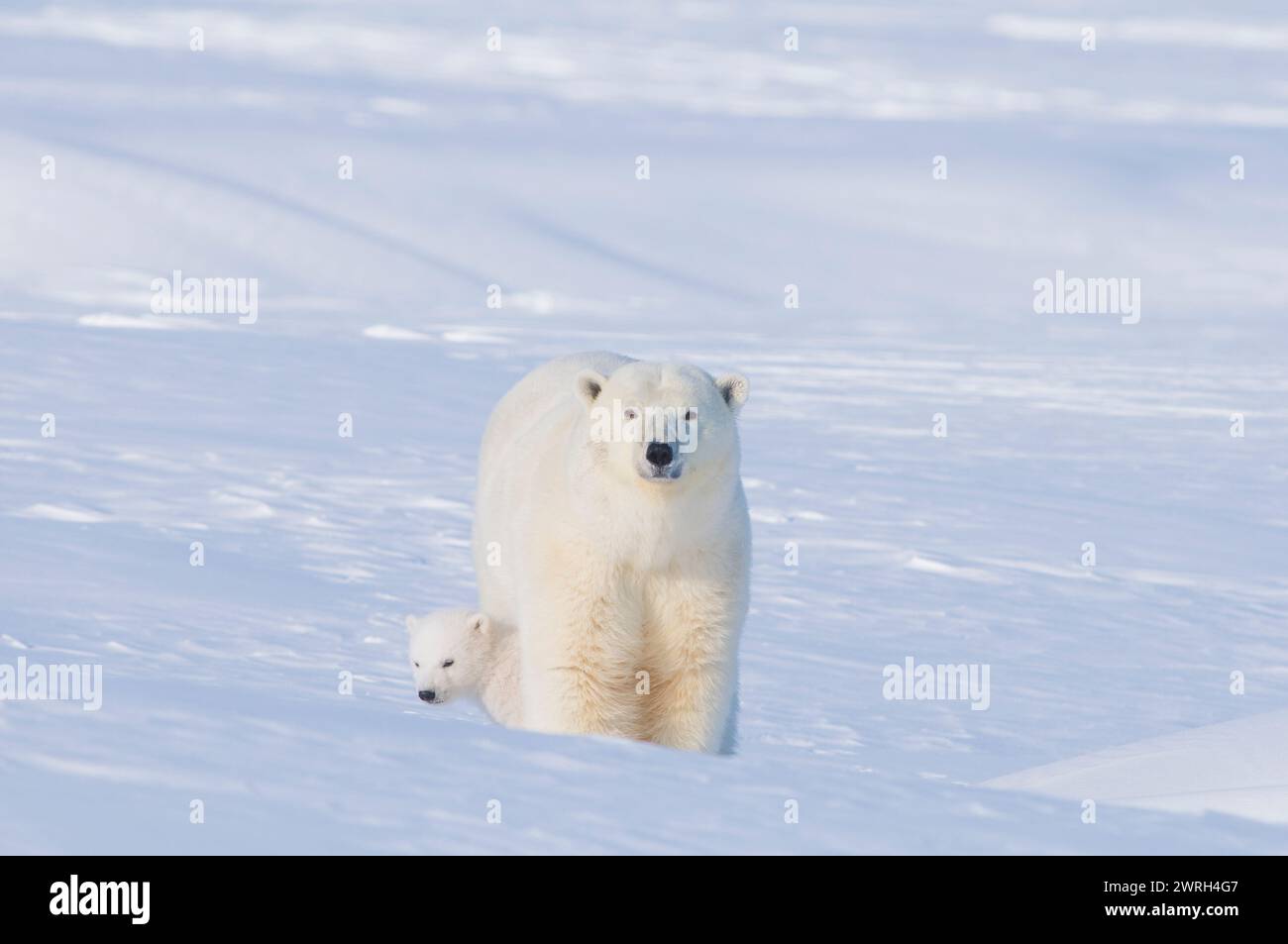 Gli orsi polari Ursus maritimus seminano con cuccioli primaverili appena emersi dalla tana nel tardo inverno si acclimatano all'aria aperta 1002 pianura costiera Alaska Foto Stock