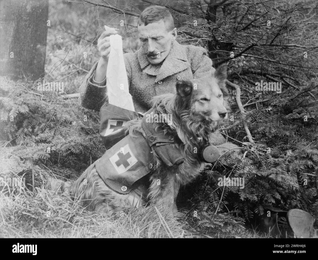 Bende da kit of British Dog, tra il 1914 e il 1915. Uomo che prende bende da un cane, durante la prima guerra mondiale Foto Stock