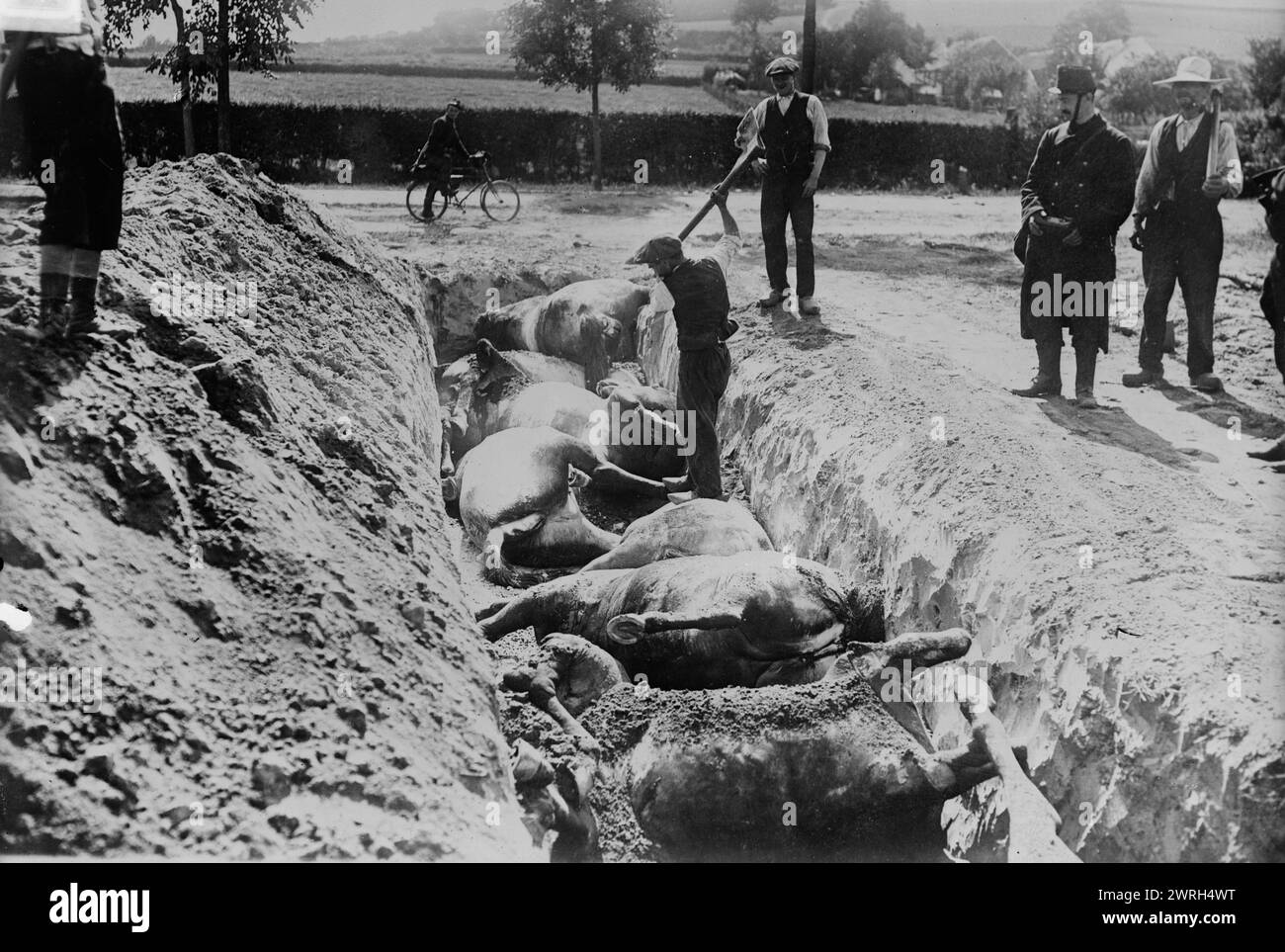 Seppellire cavalli, campo di battaglia di Haelen, 1914. Cavalli morti sepolti in una trincea dopo la battaglia di Haelen che fu combattuta dagli eserciti tedeschi e belgi il 12 agosto 1914 nei pressi di Haelen, Belgio durante la prima guerra mondiale Foto Stock