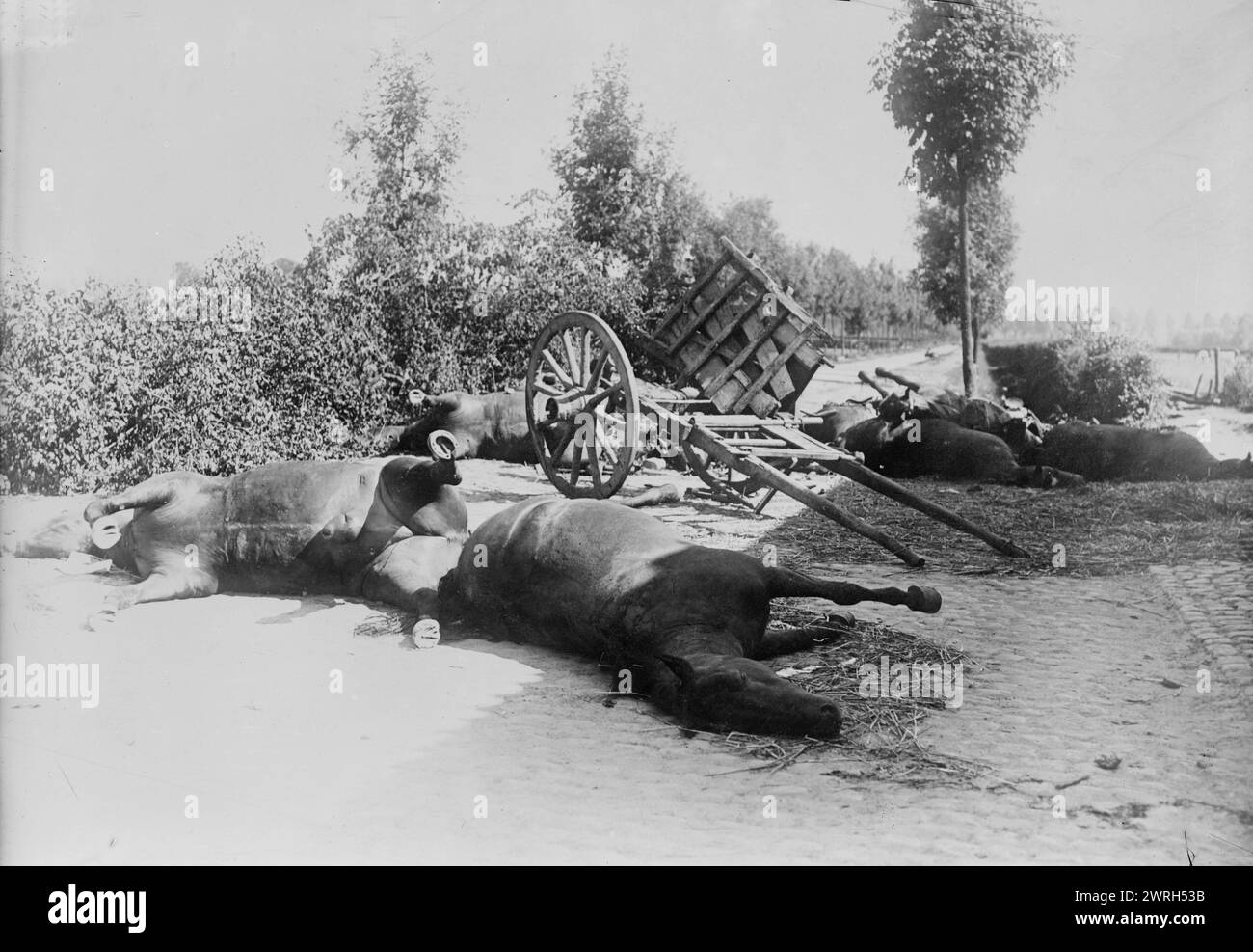 Dopo la battaglia di Haelen, 1914. Cavalli morti in una strada dopo la battaglia di Haelen che fu combattuta dagli eserciti tedeschi e belgi il 12 agosto 1914 nei pressi di Haelen, in Belgio durante la prima guerra mondiale Foto Stock