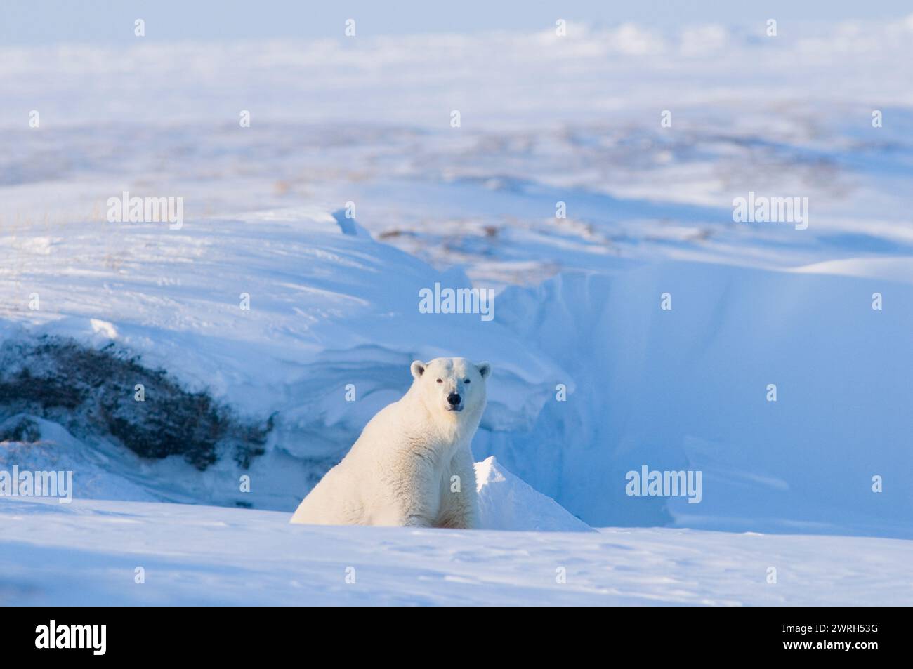 L'orso polare Ursus maritimus seminò con cucciolo primaverile appena emerso dalla tana nel tardo inverno si acclimatò all'aria aperta 1002 pianura costiera Alaska Foto Stock