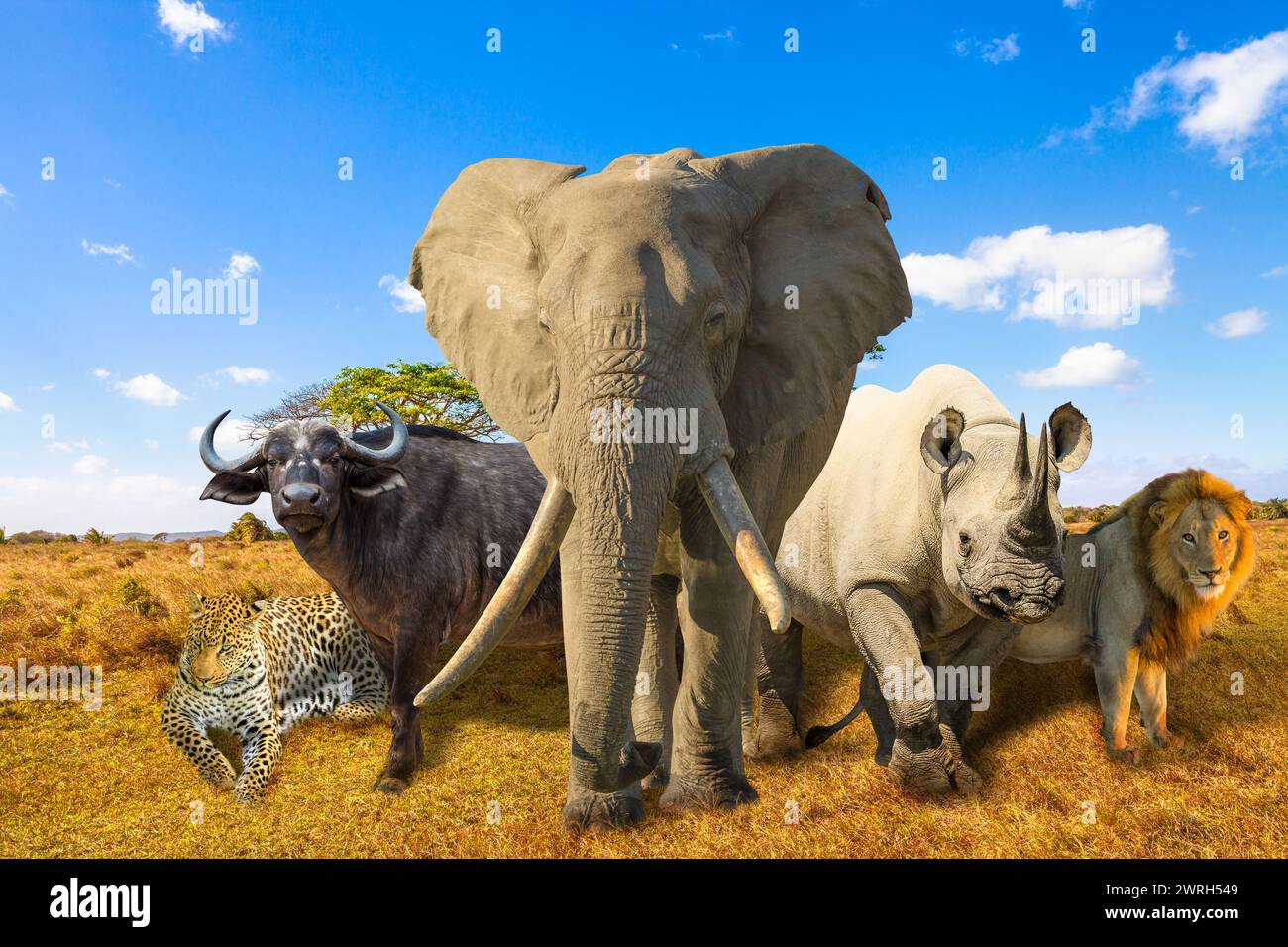 Composizione Big Five: Leopardo, elefante, rinoceronte nero, bufalo e leone nel paesaggio di savannah. Safari in Africa con animali selvatici. Cielo blu. Foto Stock