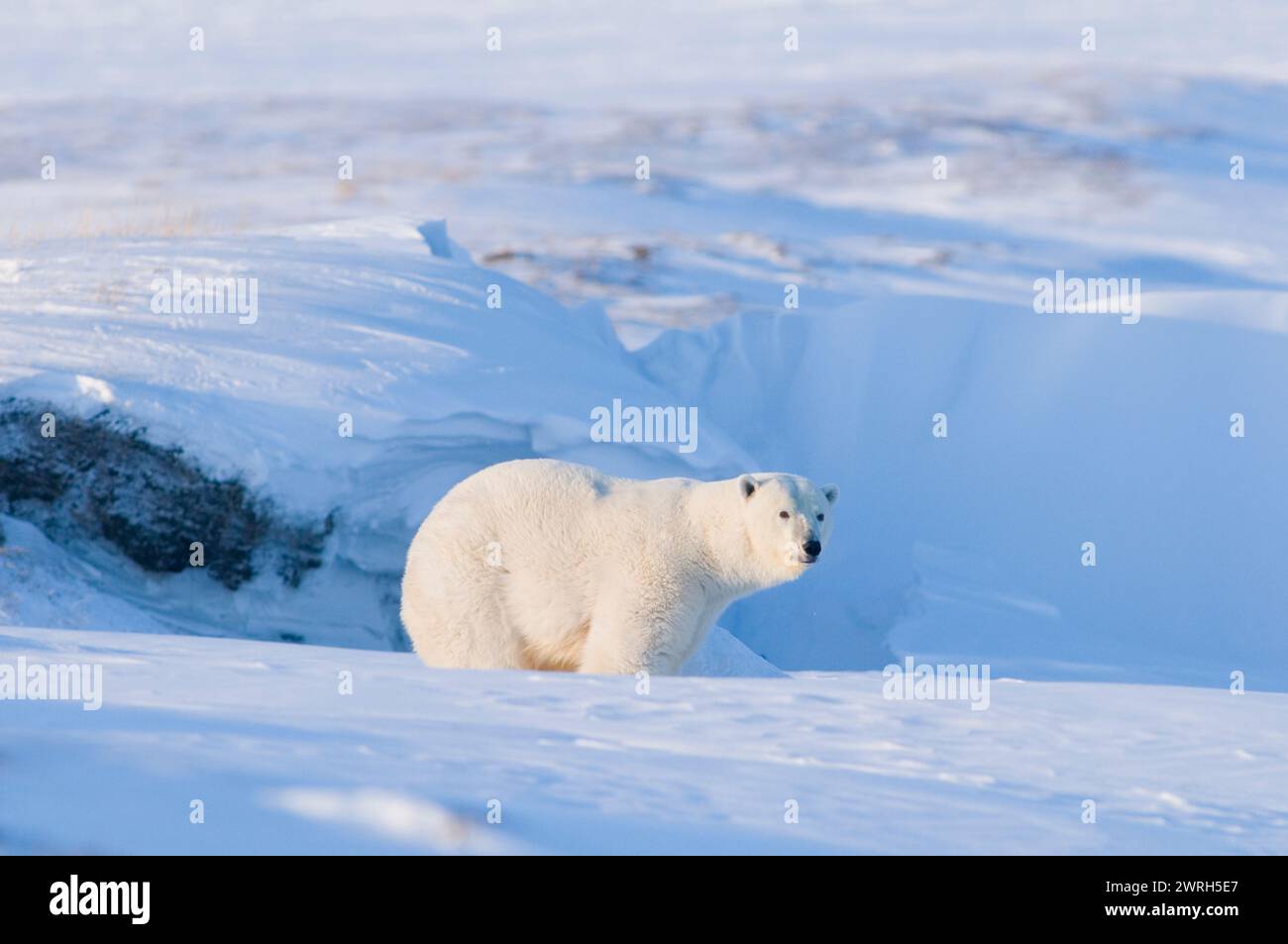 L'orso polare Ursus maritimus seminò con cucciolo primaverile appena emerso dalla tana nel tardo inverno si acclimatò all'aria aperta 1002 pianura costiera Alaska Foto Stock