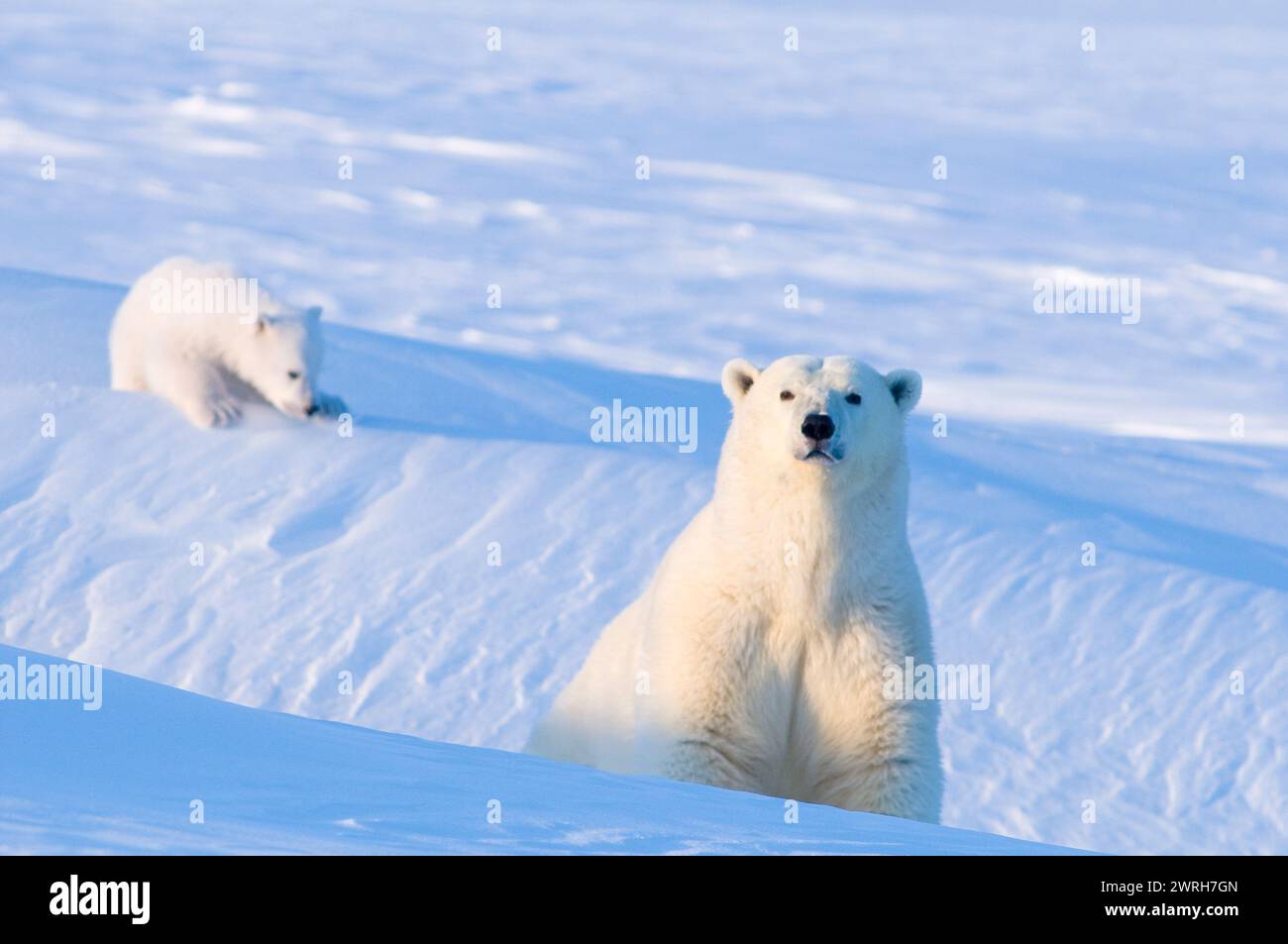 Gli orsi polari Ursus maritimus seminano con cuccioli primaverili appena emersi dalla tana nel tardo inverno si acclimatano all'aria aperta 1002 pianura costiera Alaska Foto Stock