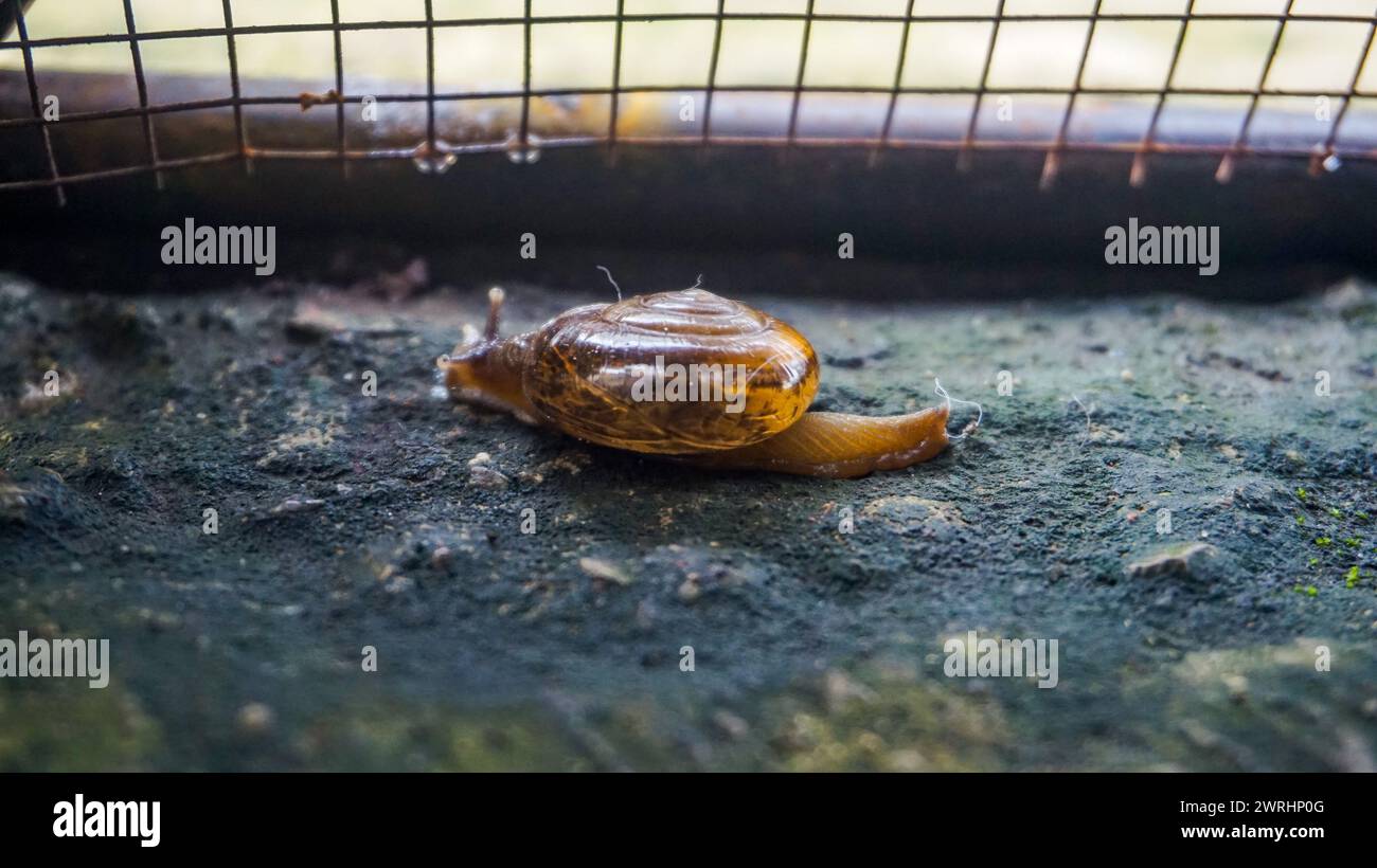 una lumaca che cammina lentamente Foto Stock