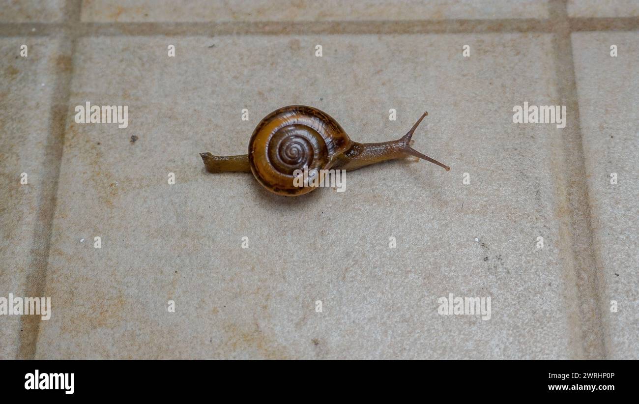 una lumaca che cammina lentamente Foto Stock