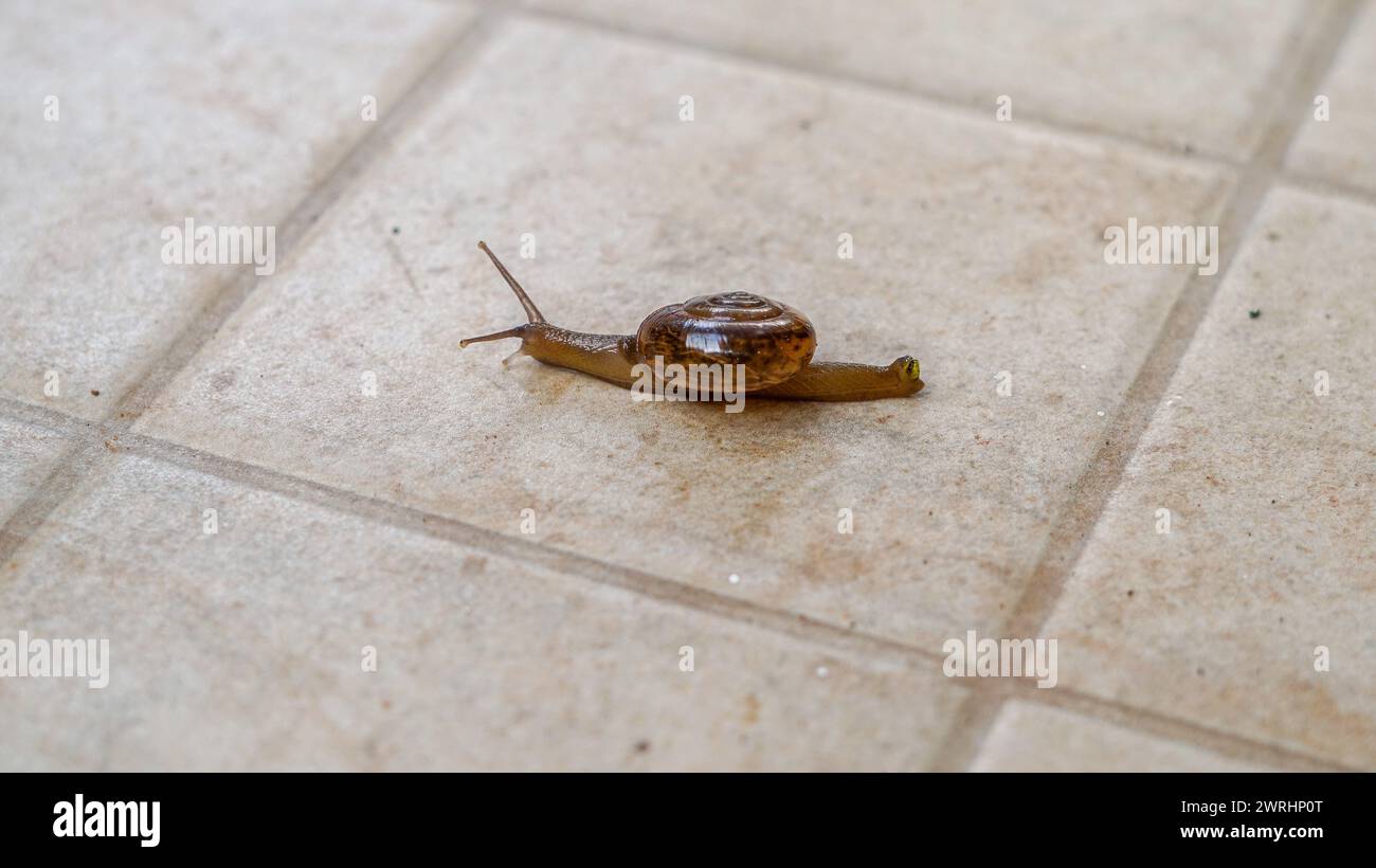 una lumaca che cammina lentamente Foto Stock