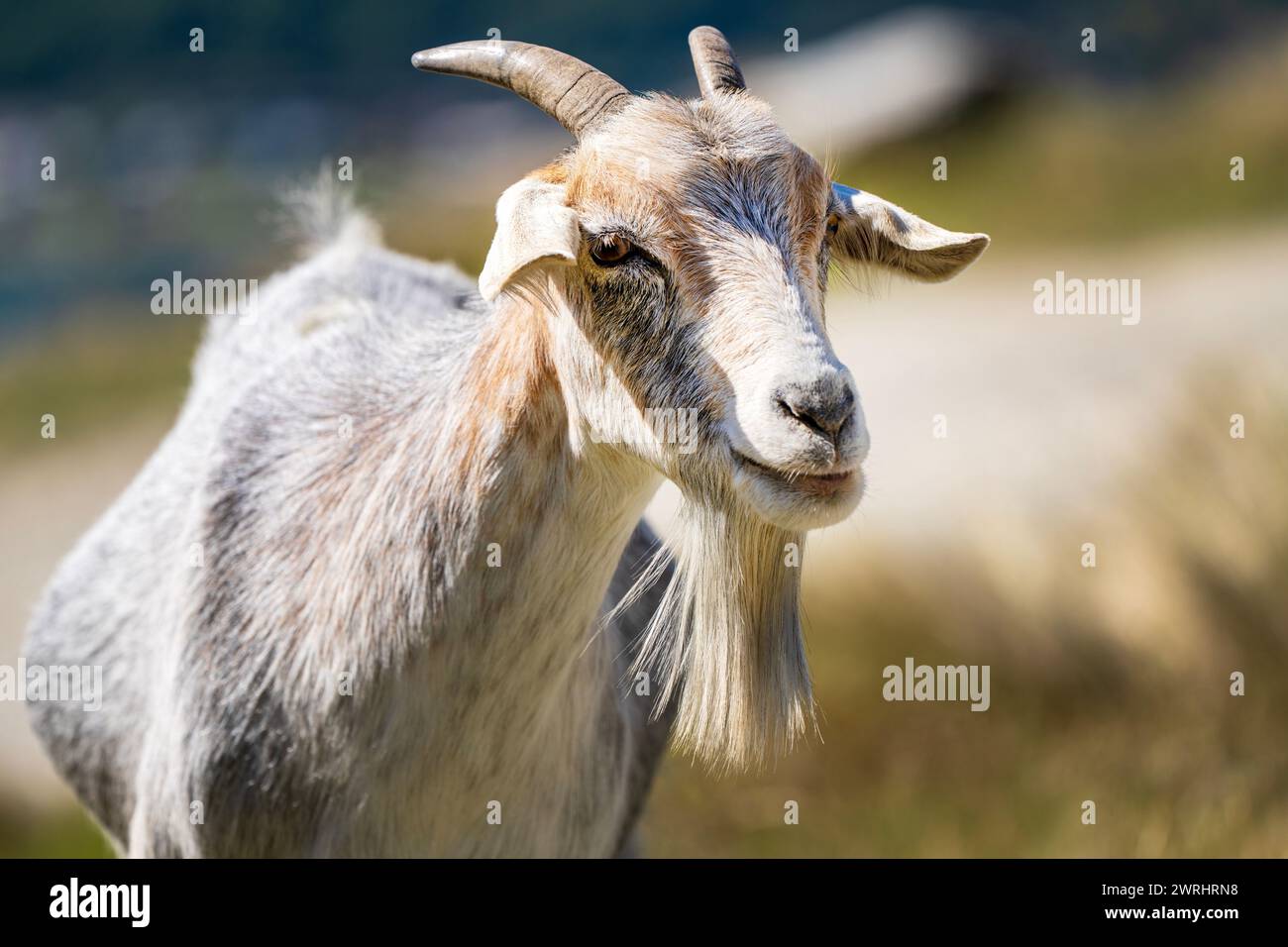 Ritratto di una capra sorridente con un cappotto bianco e marrone e una lunga barba in un campo erboso e soleggiato. Foto Stock