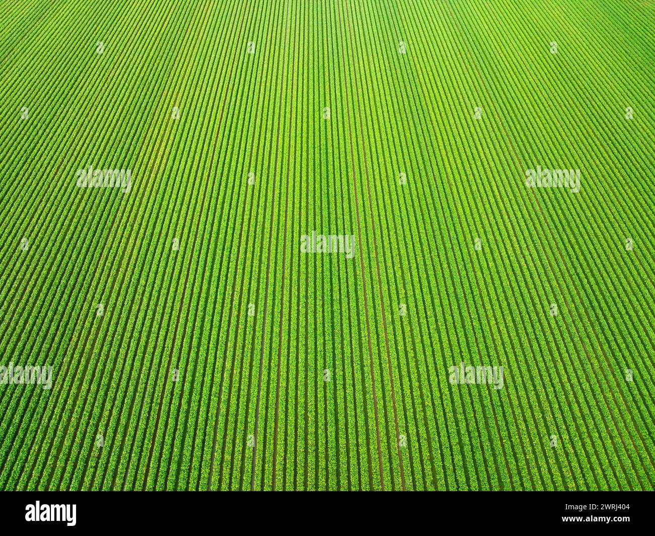 Splendido paesaggio agricolo con filari verdi di soia e verdure in campo aperto Foto Stock