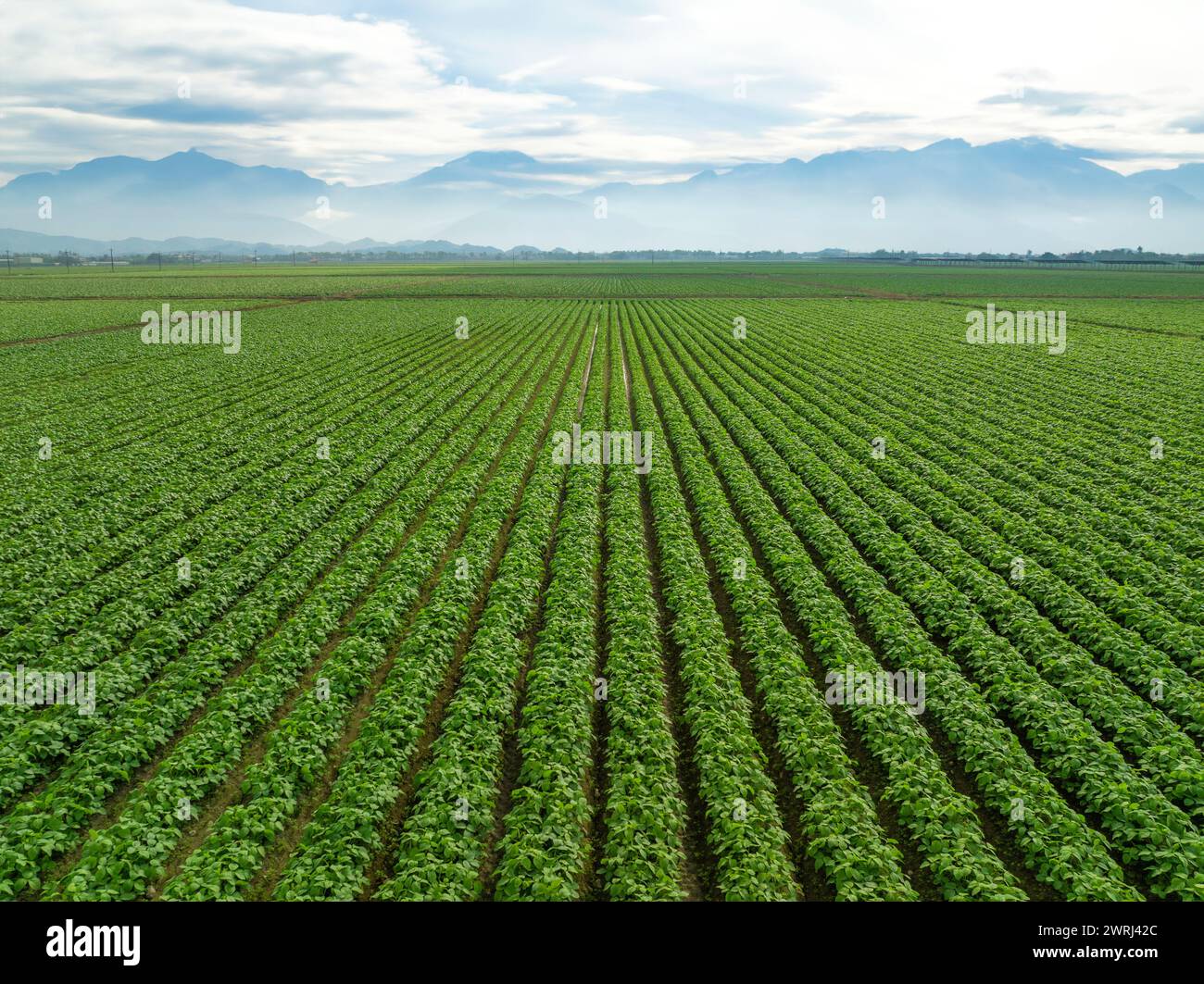 Veduta aerea dello splendido paesaggio agricolo di filari verdi di soia e verdure in campo aperto Foto Stock