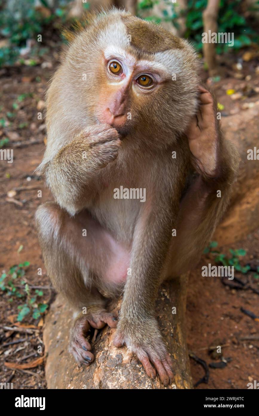 Scimmia nel tempio Wat Sok Tham, macachi, mammiferi, osservazione, selvaggio, vita libera, tropicale, tropica, asiatica, animale, fauna selvatica, rhesus, Kao Sok National Foto Stock