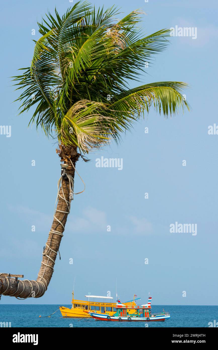 Palma coltivata a cielo aperto con barche a coda lunga sulla spiaggia, storta, storta, isola, isola di vacanza, tropicale, tropicale, paradiso per le vacanze, paesaggio Foto Stock