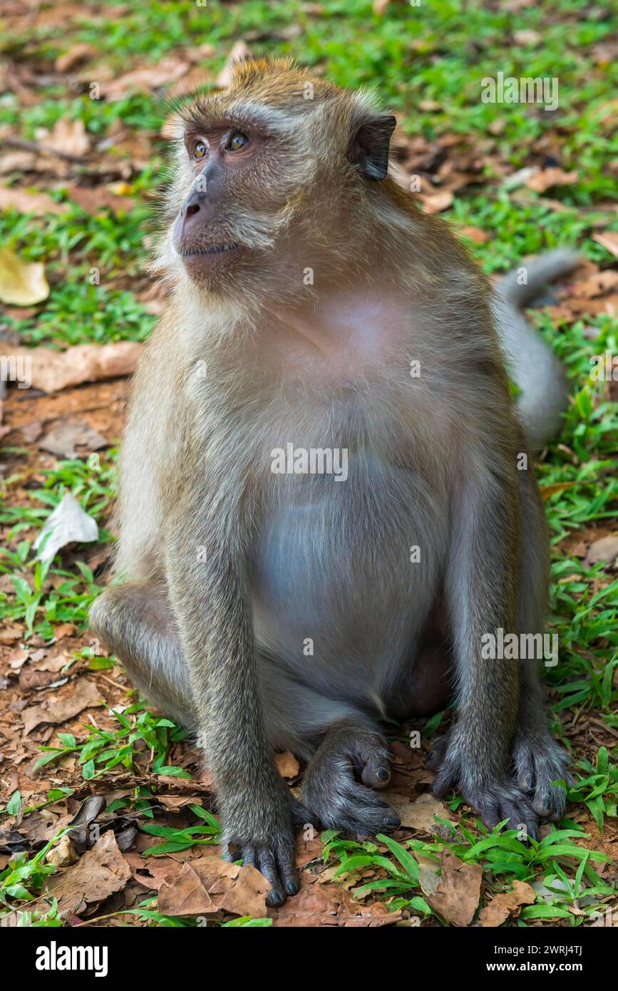 Scimmia nel tempio Wat Sok Tham, macachi, mammiferi, osservazione, selvaggio, vita libera, tropicale, tropica, asiatica, animale, fauna selvatica, rhesus, Kao Sok National Foto Stock