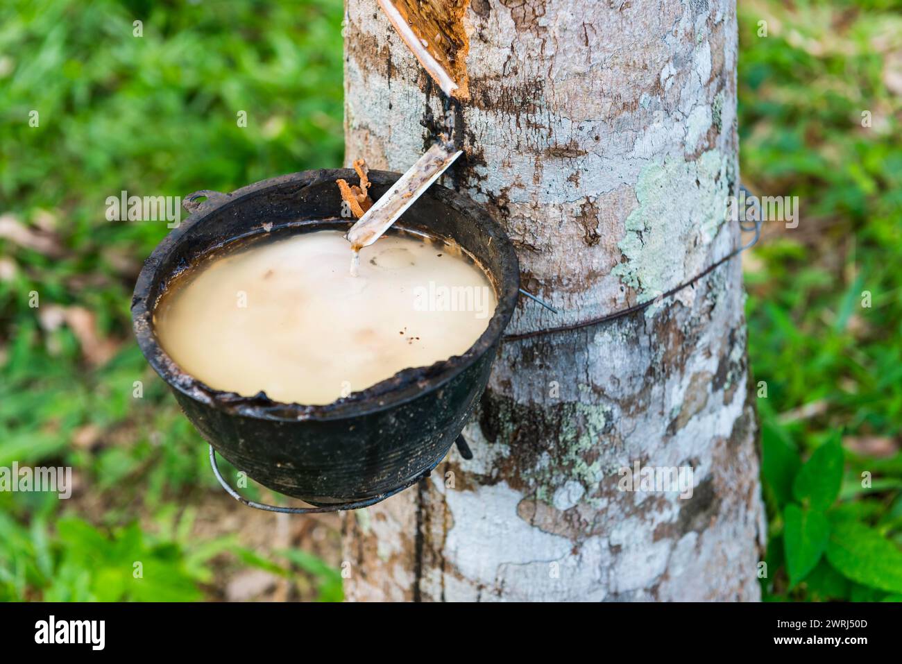 Piantagione di gomma, gomma da masticare, gomma, natura, pianta, raccolta, coltivazione, estrazione, piante utili, corteccia, tropici, alberi tropicali, economia Foto Stock