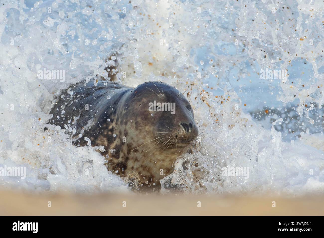 Foca grigia (Halichoerus grypus) animale adulto sulle onde del mare mentre un'onda si rompe sul suo corpo, Norfolk, Inghilterra, Regno Unito Foto Stock