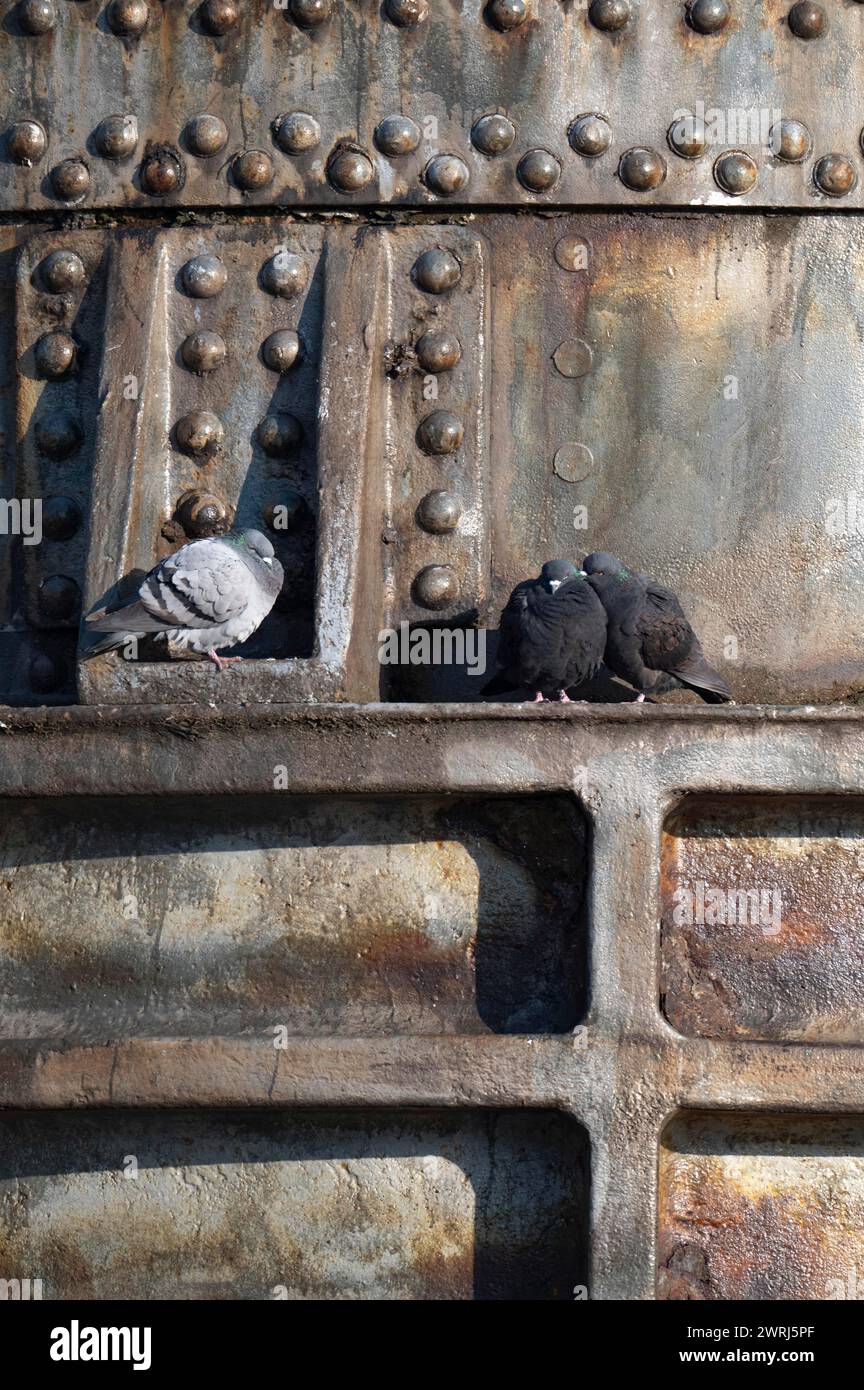 Piccioni della città, colombe di strada (Columbidae) seduti su metallo, Thomas Converter o Thomas Pero, monumento, produzione di acciaio, tre animali, sonno e. Foto Stock