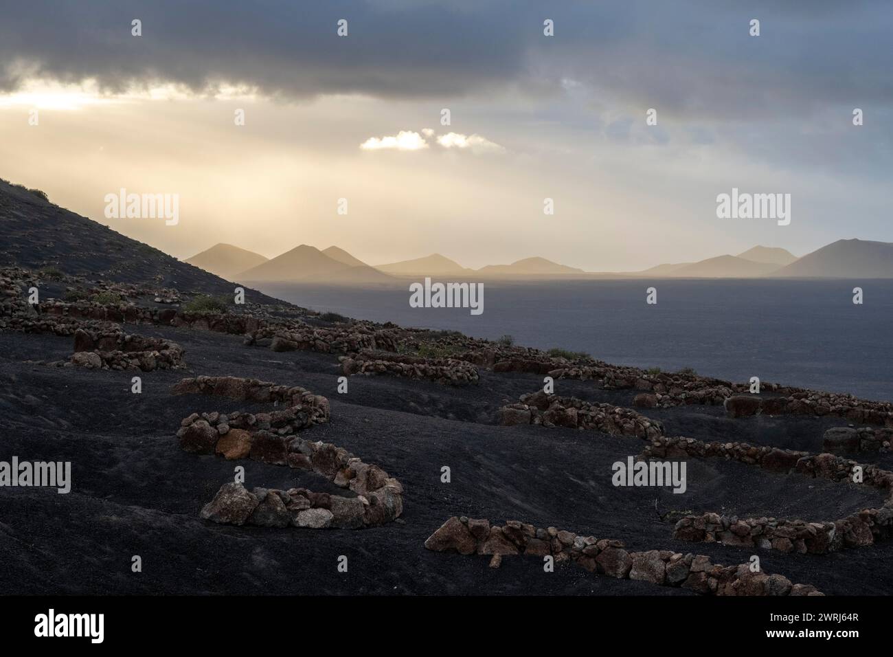 Vitigni crescente in nero il terreno vulcanico in protected racchiuso box, La Geria, Lanzarote, Isole Canarie, Spagna Foto Stock