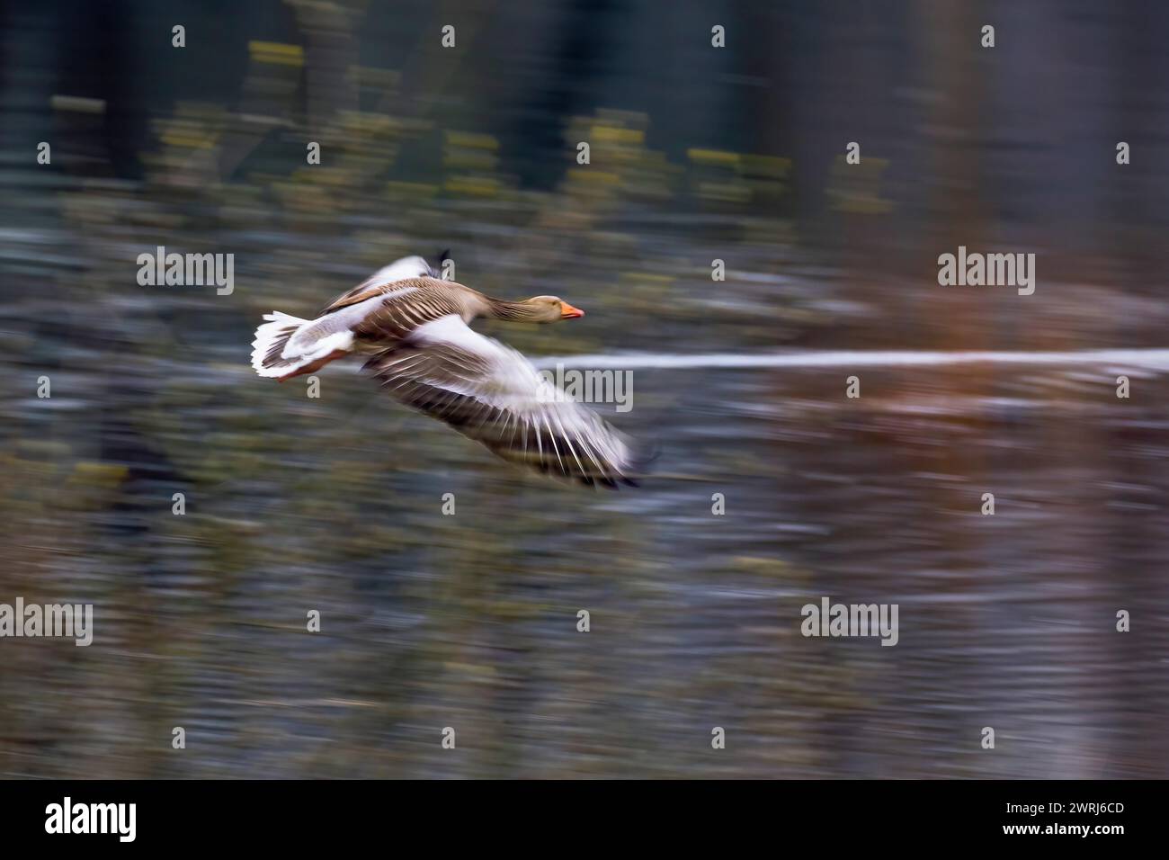 Oca Greylag (Anser anser) in volo con lieve sfocatura del movimento su sfondo sfocato, Hesse, Germania Foto Stock