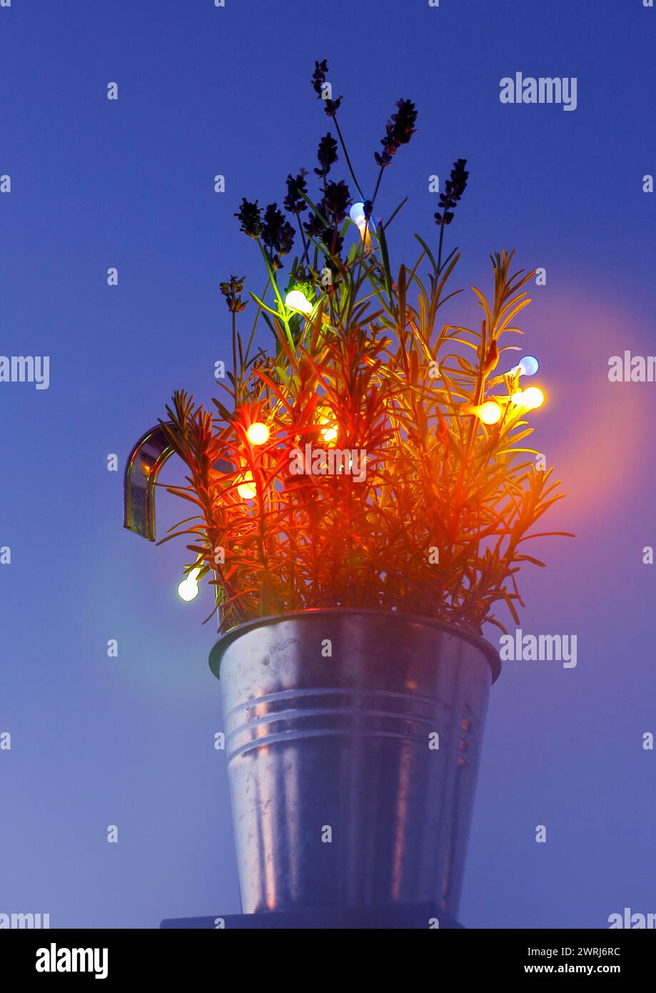 Lavanda (Lavandula), con luci fiabe e bokeh, Renania settentrionale-Vestfalia, Germania Foto Stock