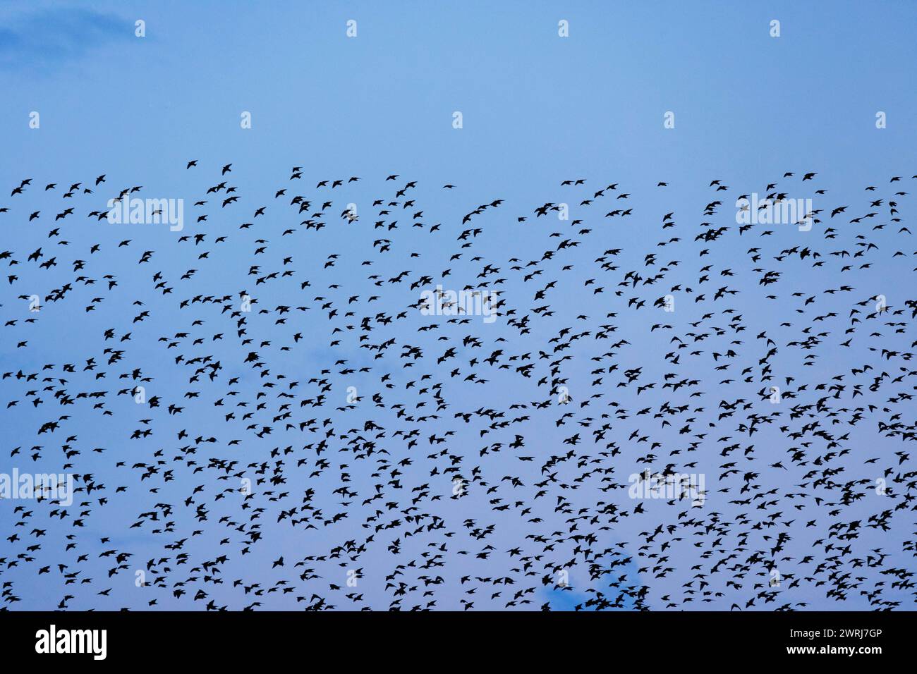 Stormo di stelle in volo al crepuscolo Foto Stock