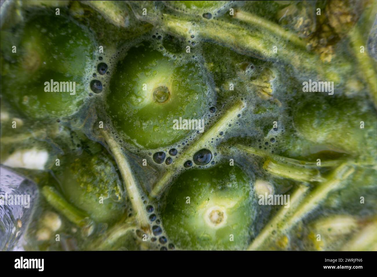 Un pomodoro verde bollente con coriandolo in Messico, per cucinare la salsa verde Foto Stock