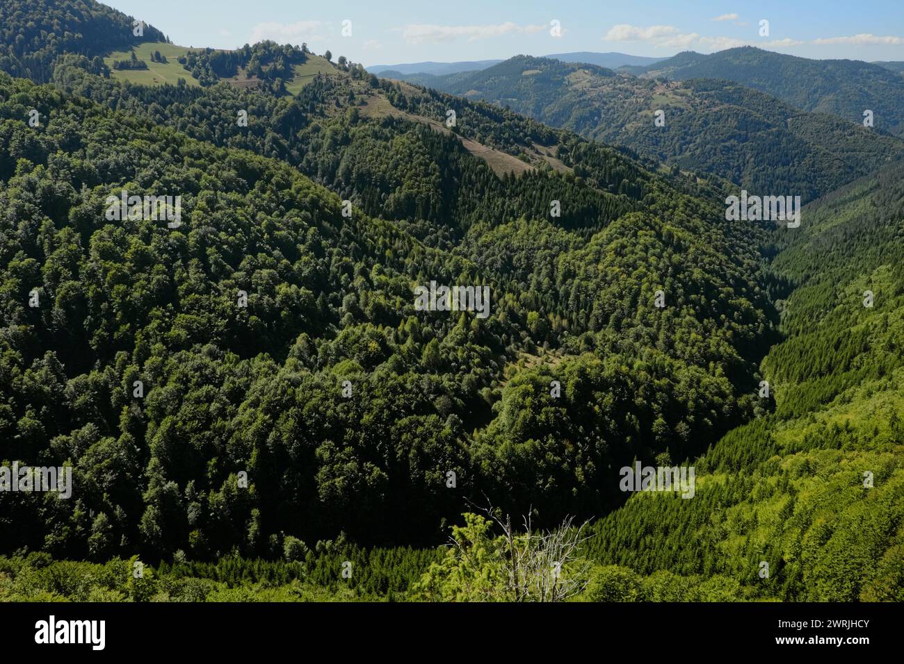 Foresta di montagna della valle di Izubra nel Parco naturale Golija, Serbia sud-occidentale Foto Stock