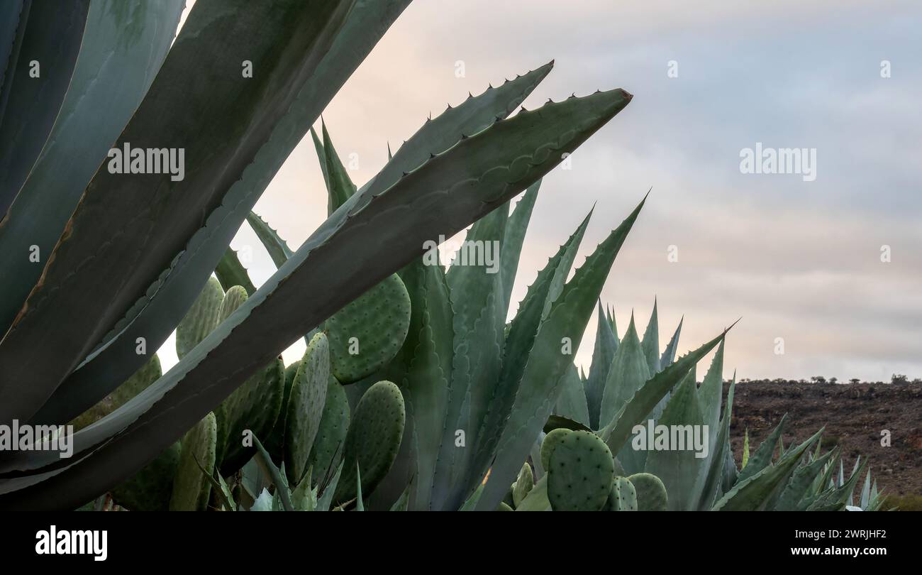 Un agave maguey americano e nopales in Messico con spazio per il testo Foto Stock