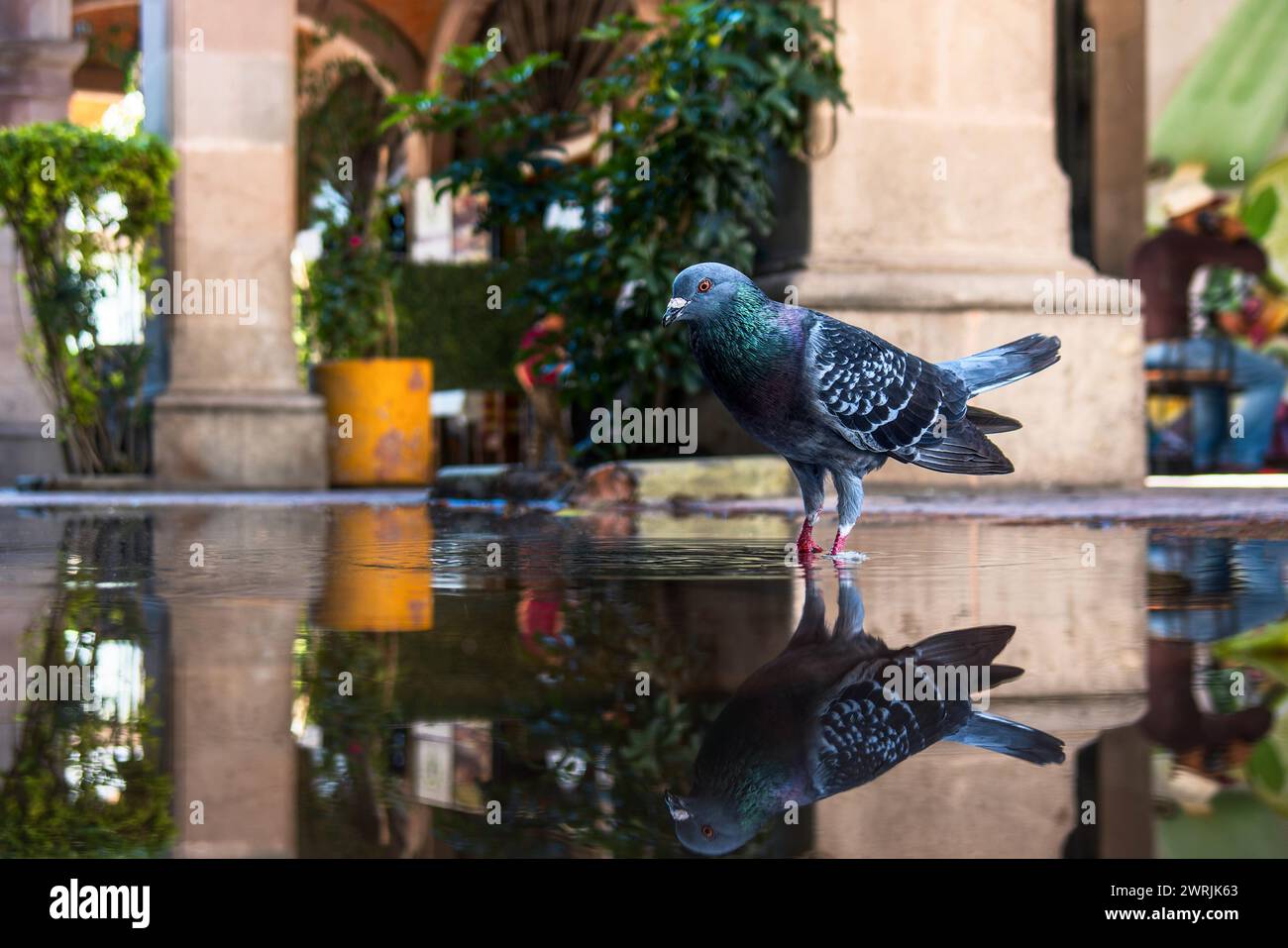 Un piccione della corriera di razza nel parco cittadino, con spazio per il testo Foto Stock