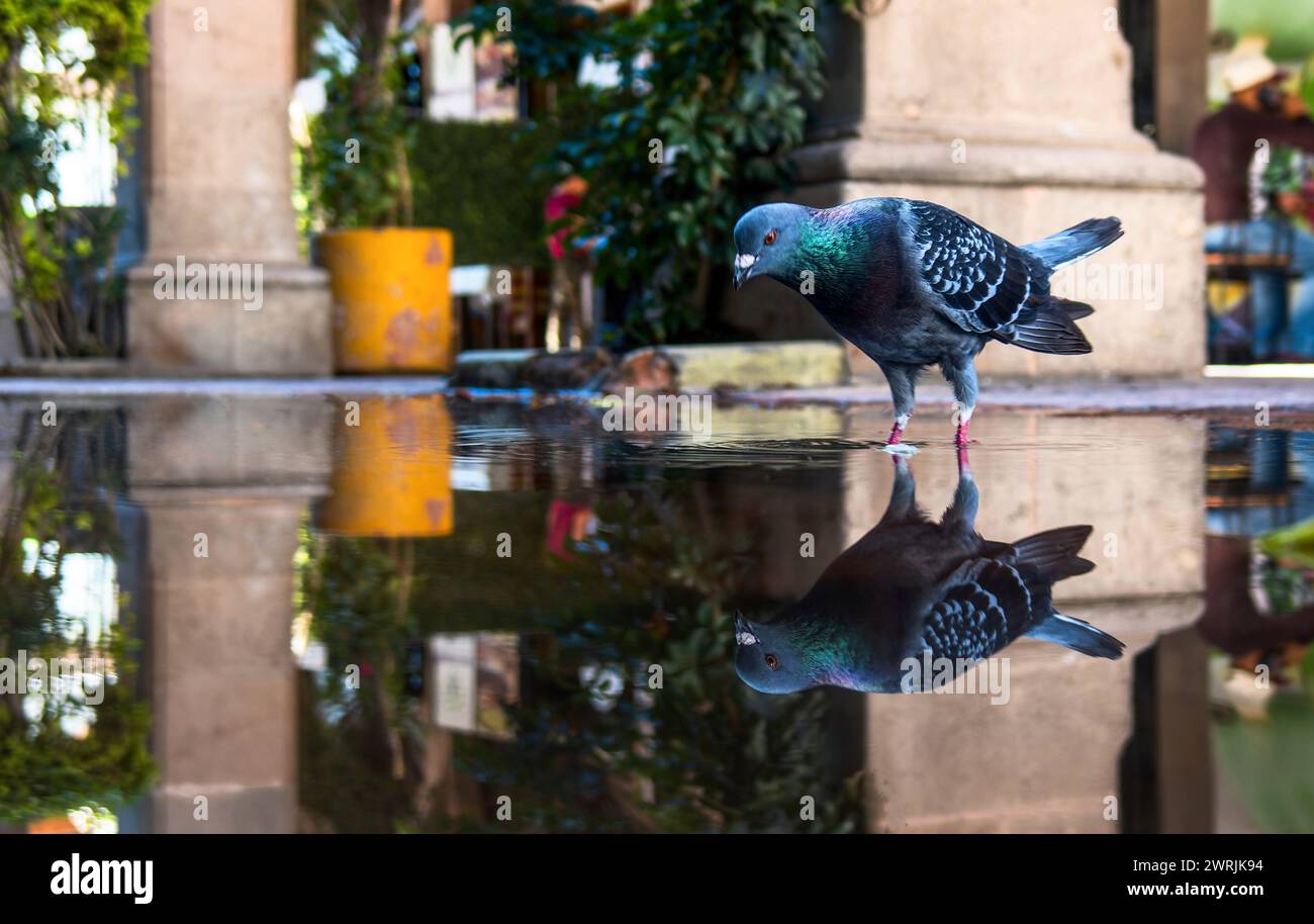 Un piccione della corriera di razza nel parco cittadino, con spazio per il testo Foto Stock