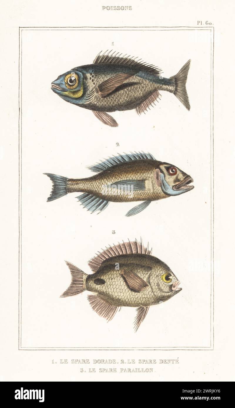 Orata testa dorata, Sparus aurata 1, dentex comune, Dentex dentex 2 e occhialone anulare, Diplodus annularis 3. Le spare dorade, Sparus auratus, le spare dente, Sparus dentex, le spare sparaillon, Sparus annularis. Incisione colorata a mano di Frédéric Cazenave e altri da le comte de la Cépède oeuvres du comte de Lacépède, comprenant l’histoire naturelle des poissons, Parigi, 1850 circa. Le illustrazioni non accreditate furono copiate da originali di Jacques de Seve, Marcus Bloch, Robert Benard, Jean-Gabriel Pretre, ecc.. Foto Stock